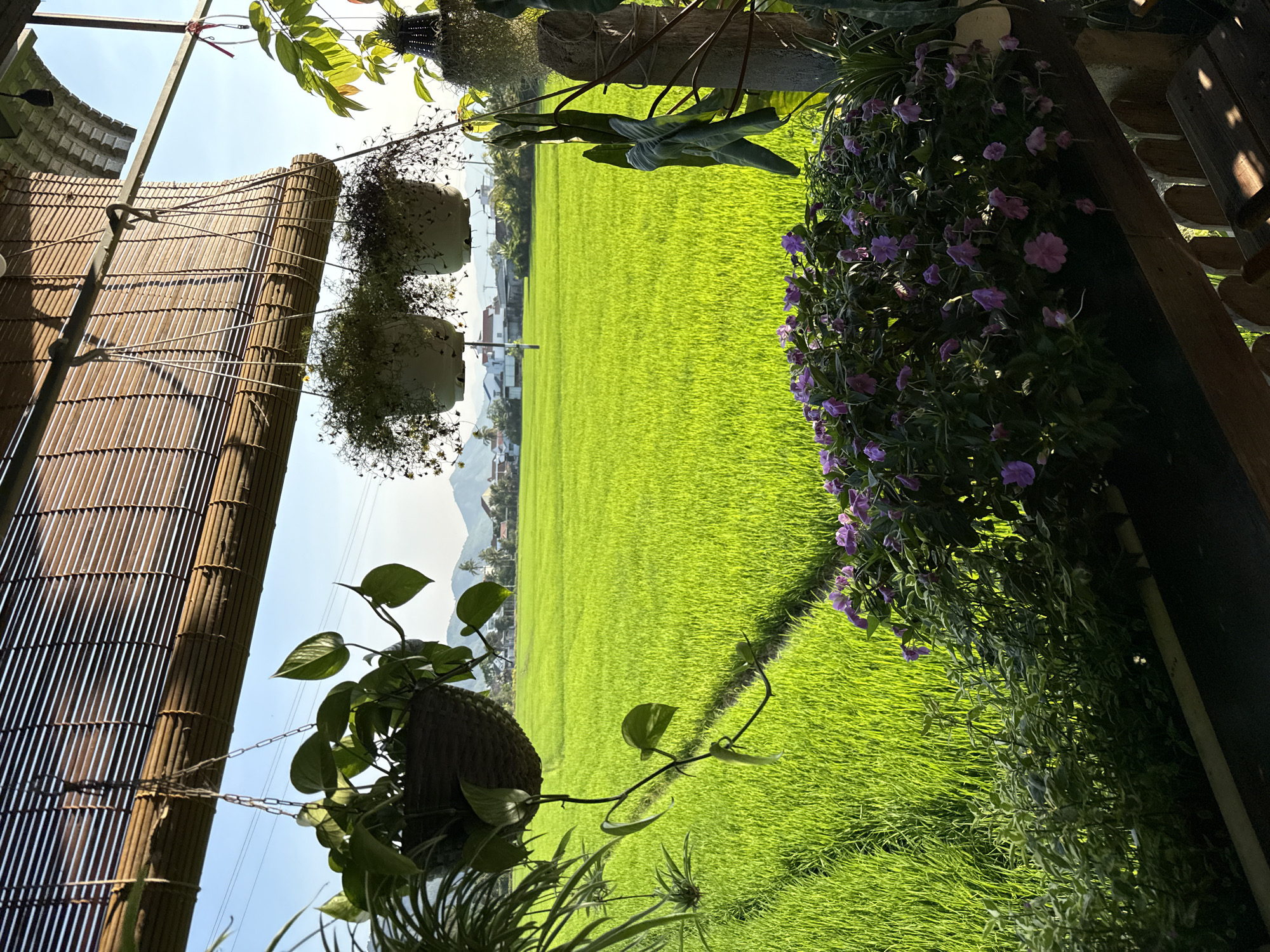 Rice paddies viewed from building in Diên Khánh, Vietnam