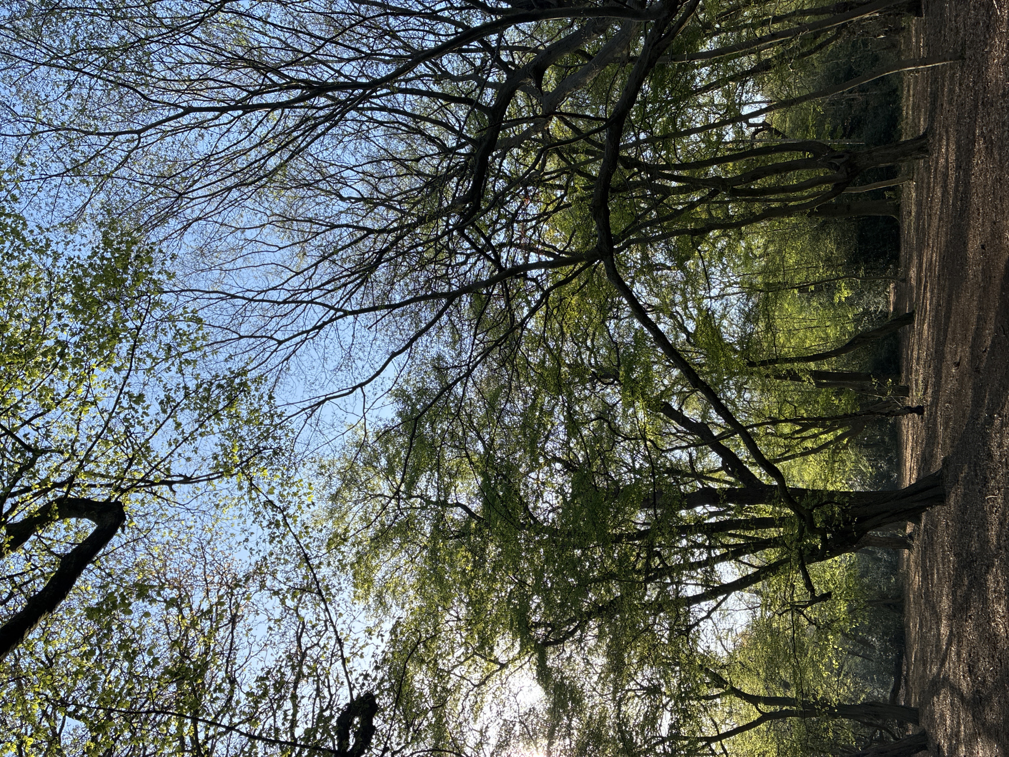 Morning sunlight filters through trees in London park