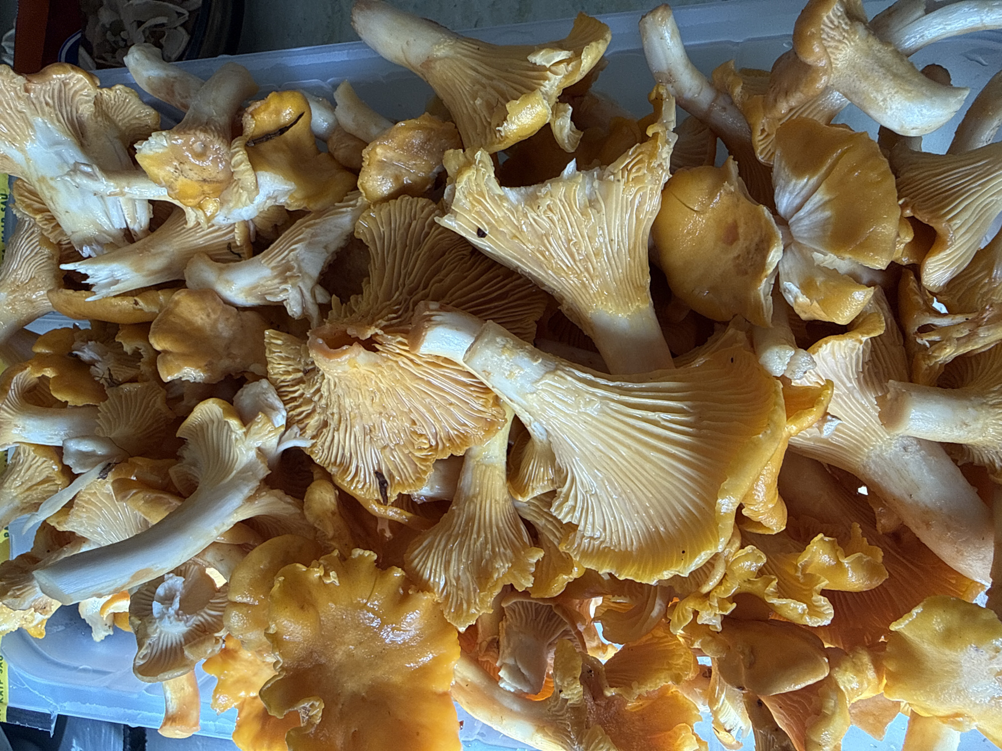 Fresh chanterelle mushrooms packed into a container in Lithuania