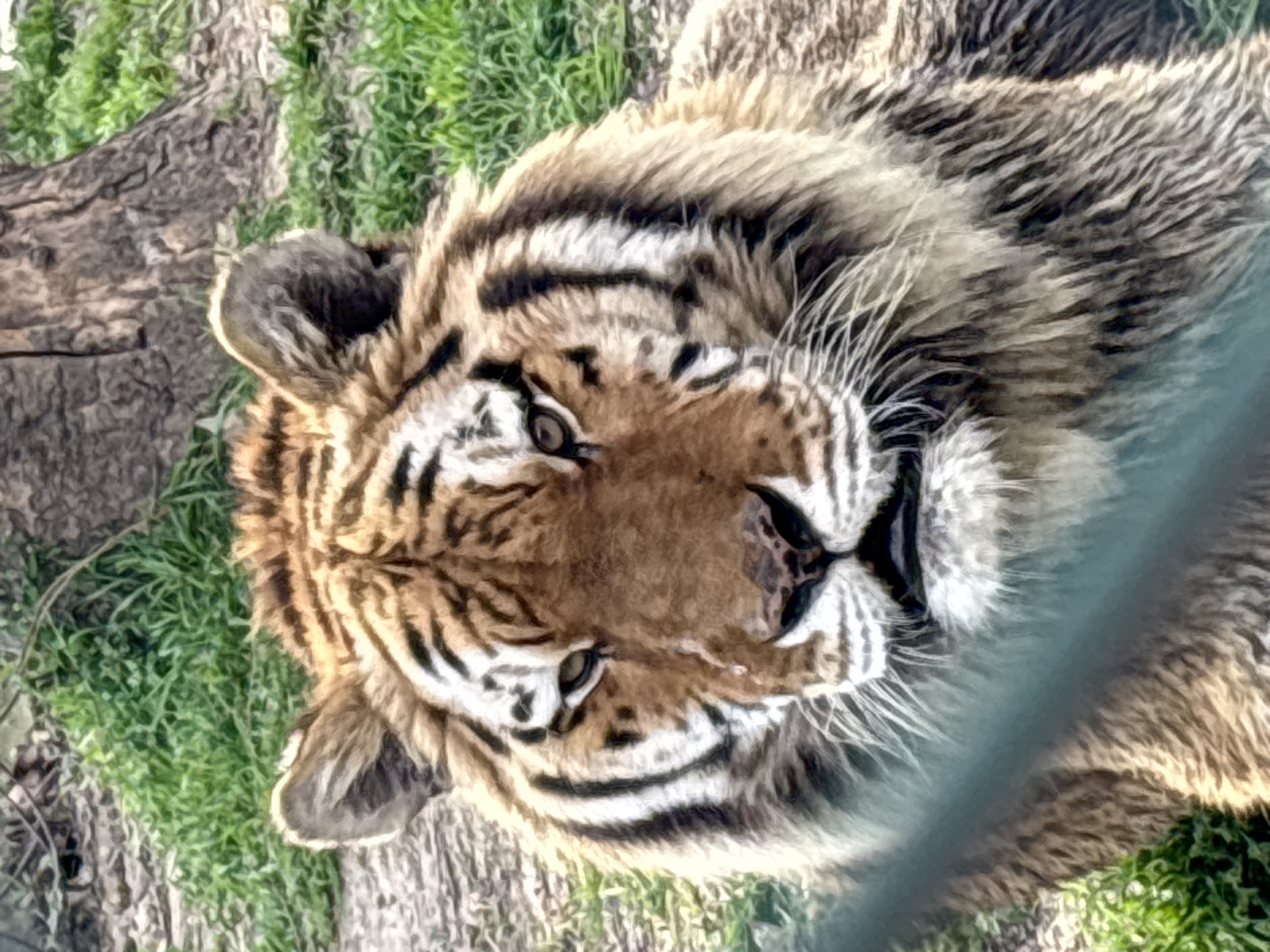 Tiger observed resting behind barriers in Pazardzhik, Bulgaria