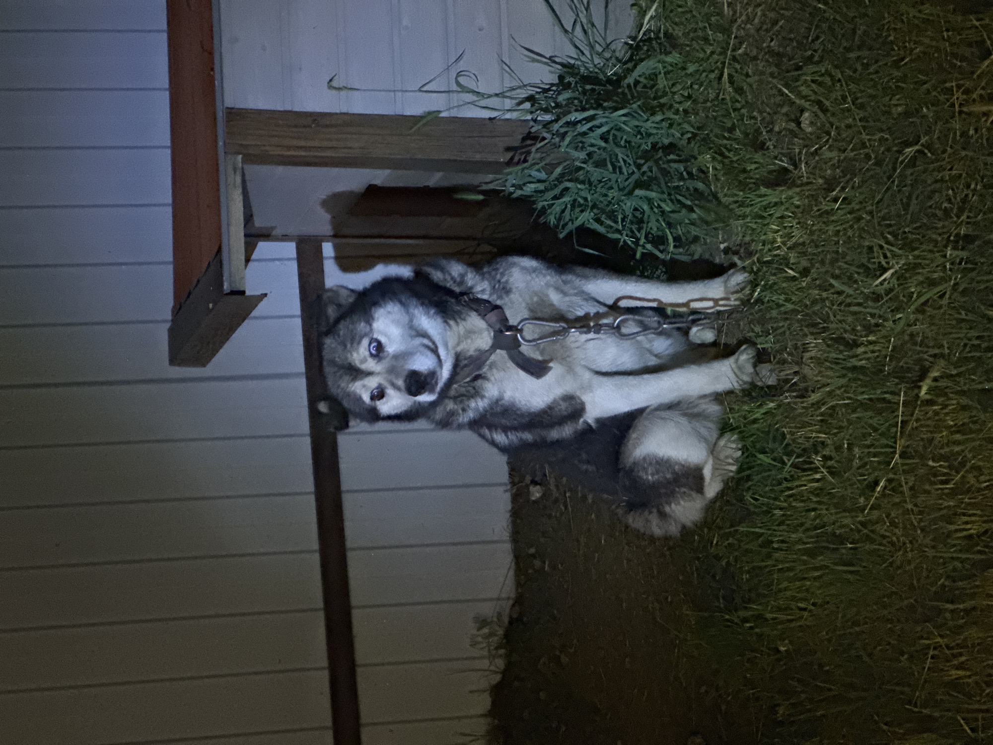 Hedgehogs, cats, and rural nighttime scenes in Dobrovske