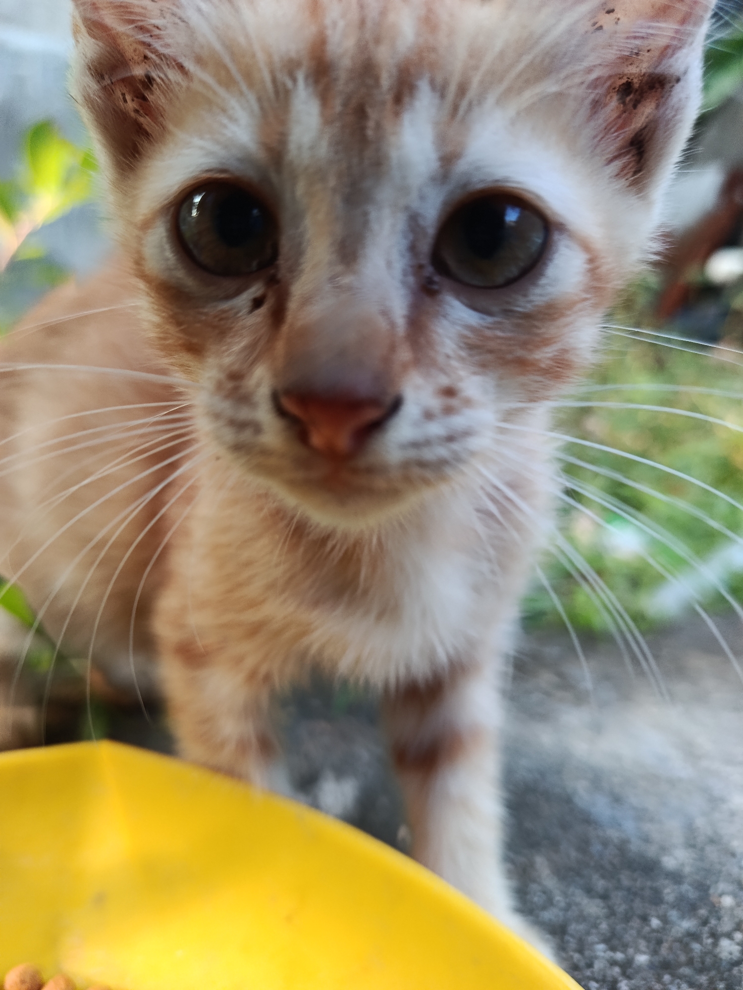Two kittens spotted in a Lhokseumawe yard, seconds apart