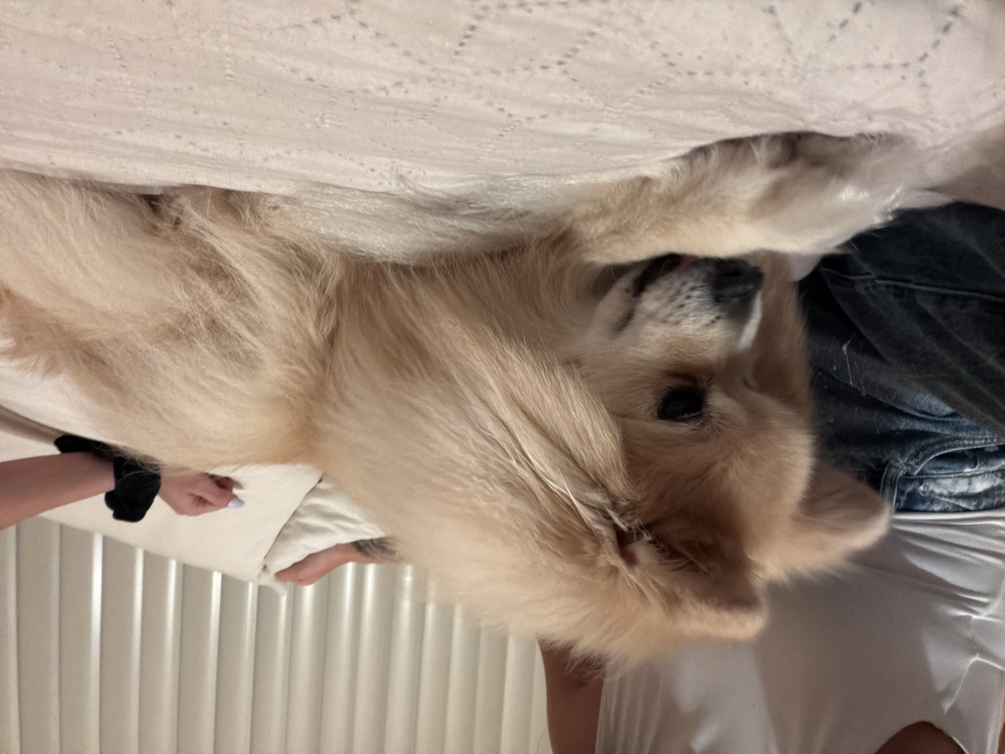 Pomeranian relaxing and posing in Dimitrovgrad