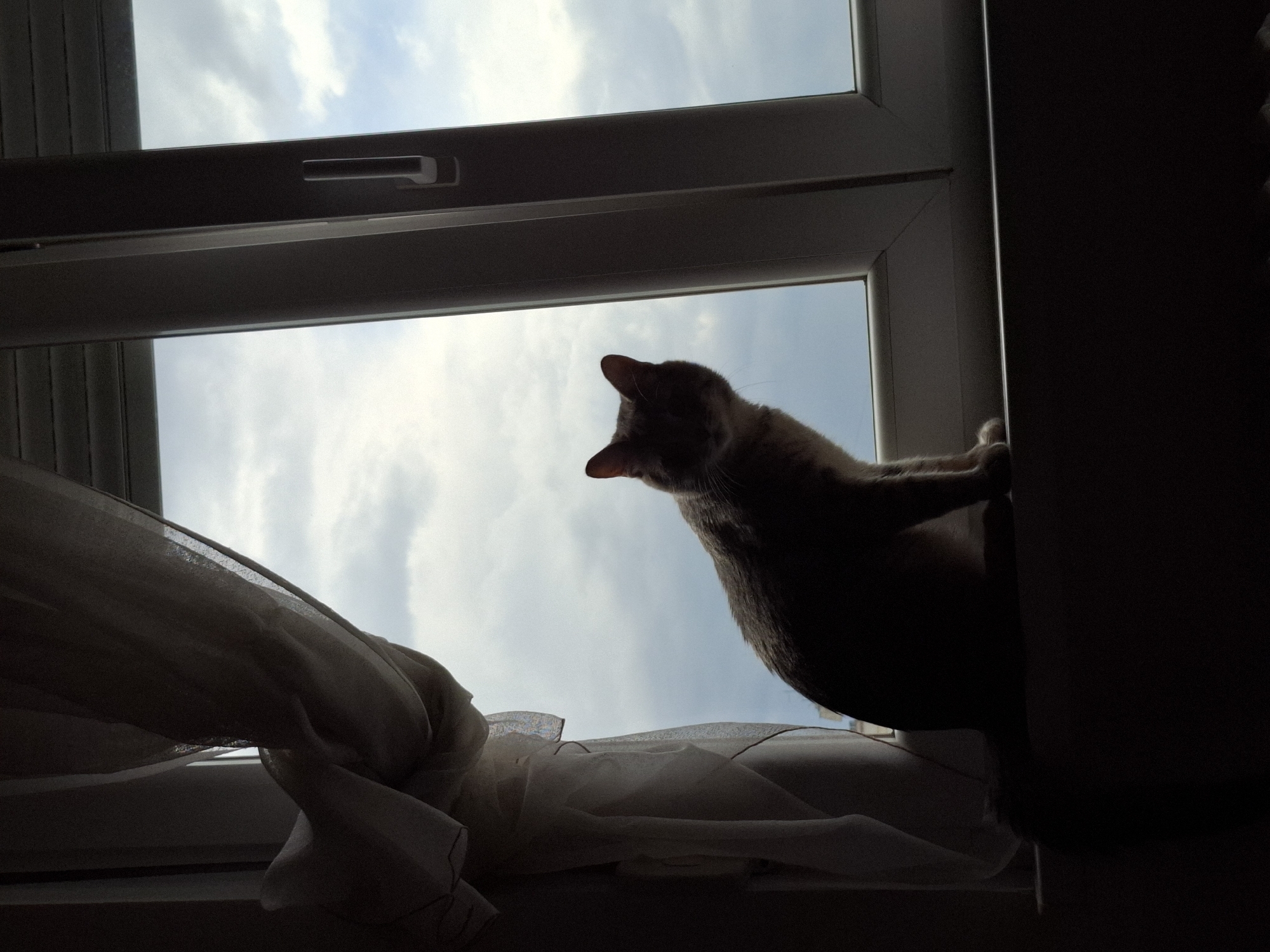 Cat spends rainy afternoon watching Novi Sad from windowsill