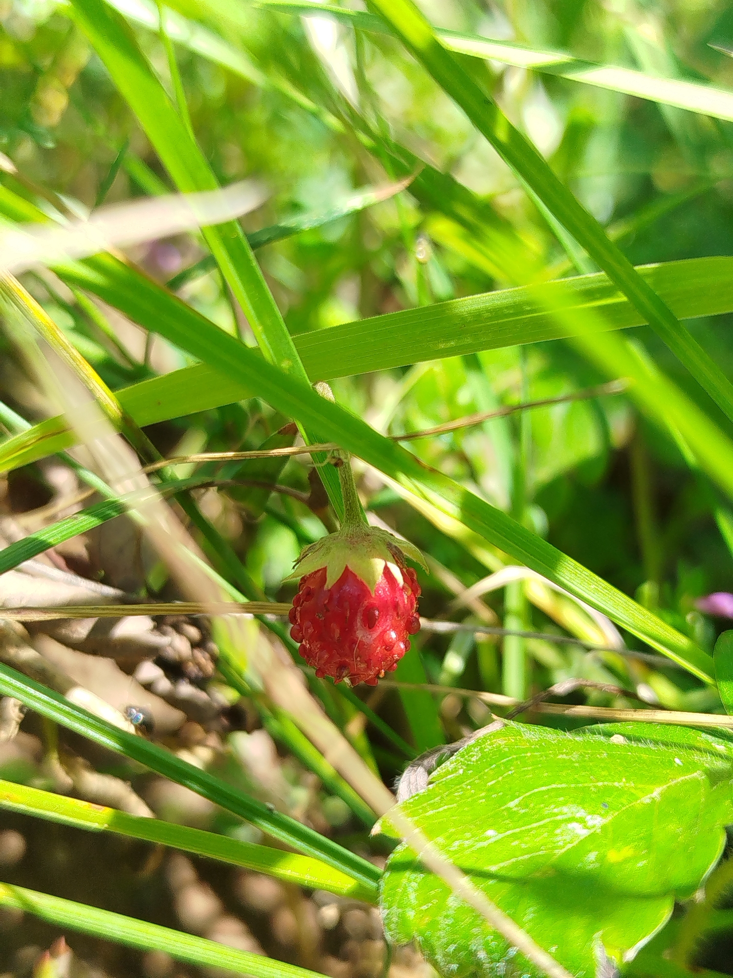 Summer foraging in a Russian wildflower meadow