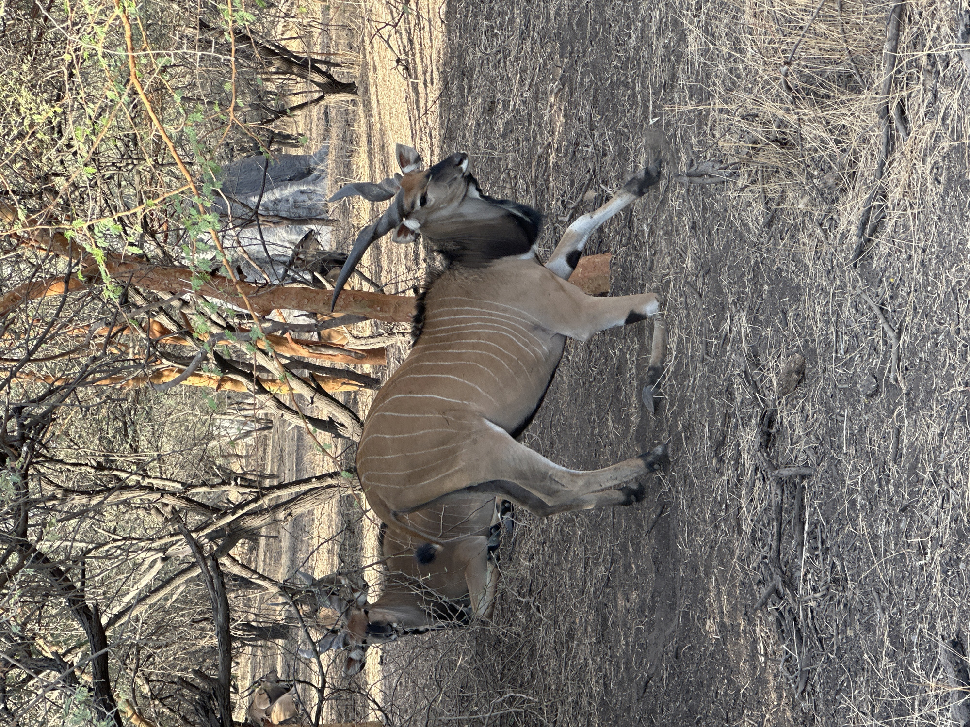 Antelope spotted in Senegalese savanna near Nguékhokh