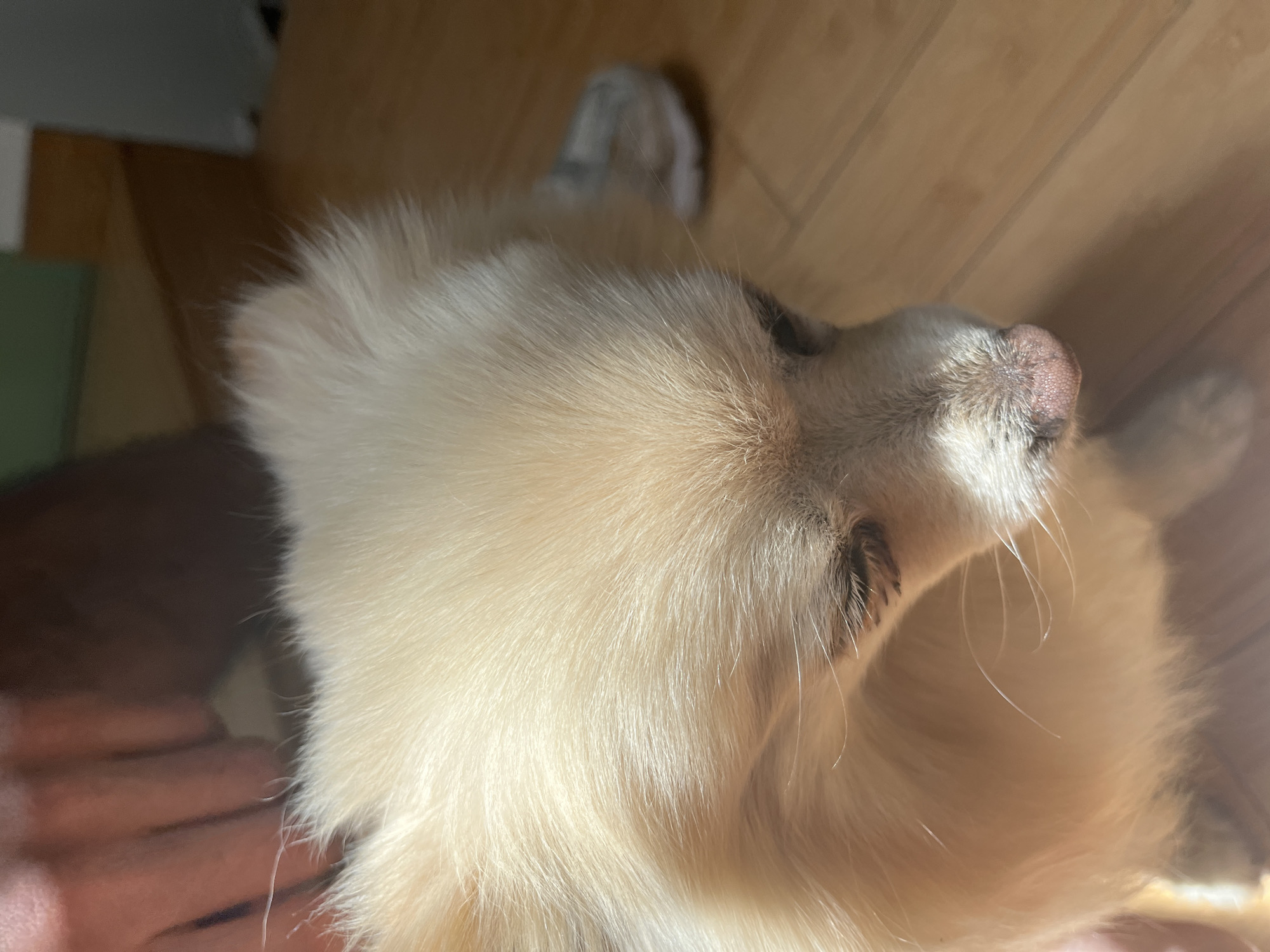 Domestic morning routine with pet documented in Mexican home
