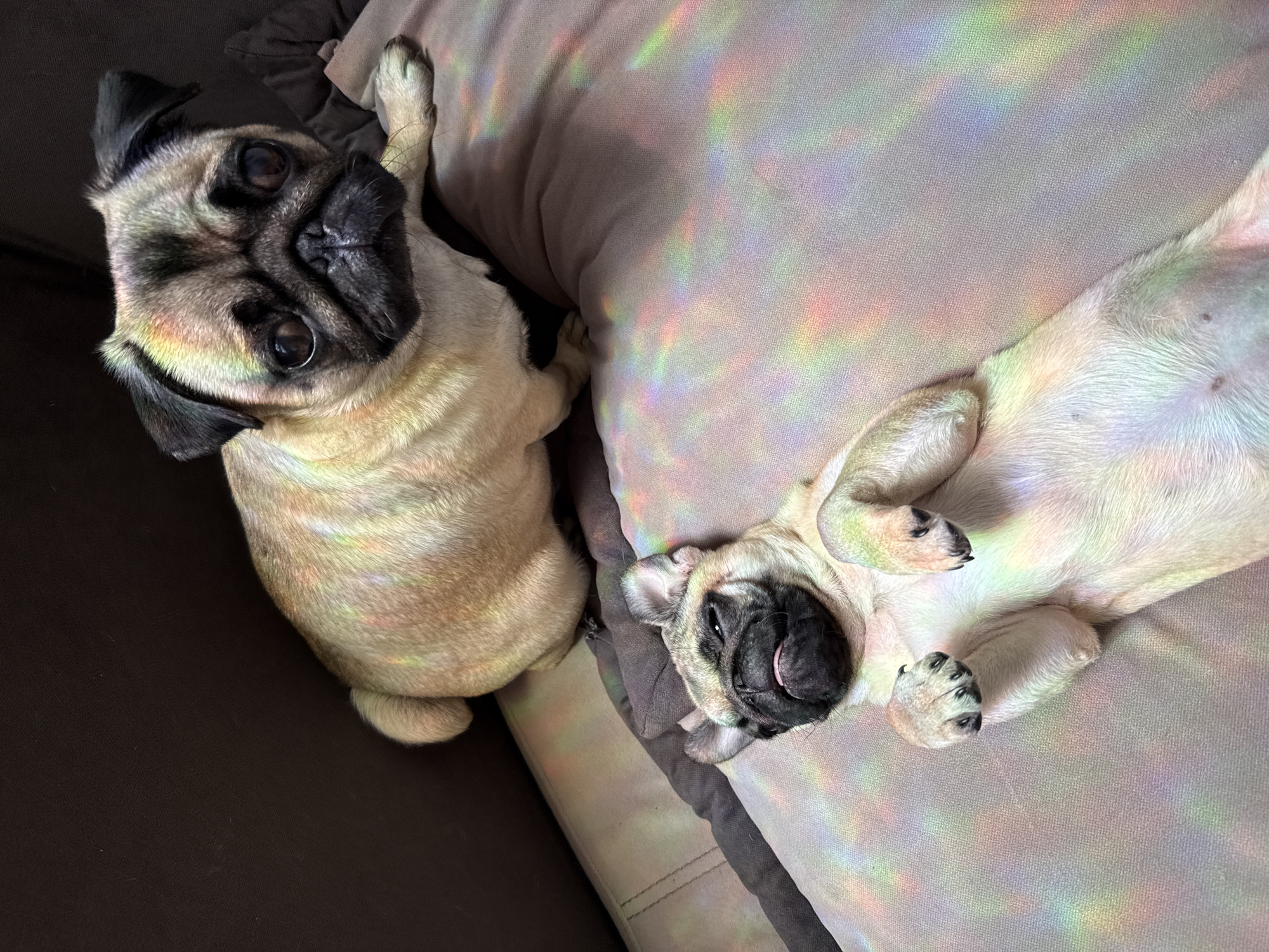 Two pugs relax on couch in Podgorica