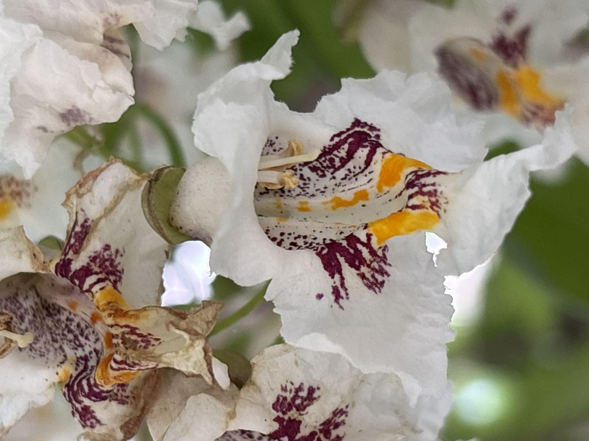 Close-up walk through Rostov-on-Don's summer blooms and streets
