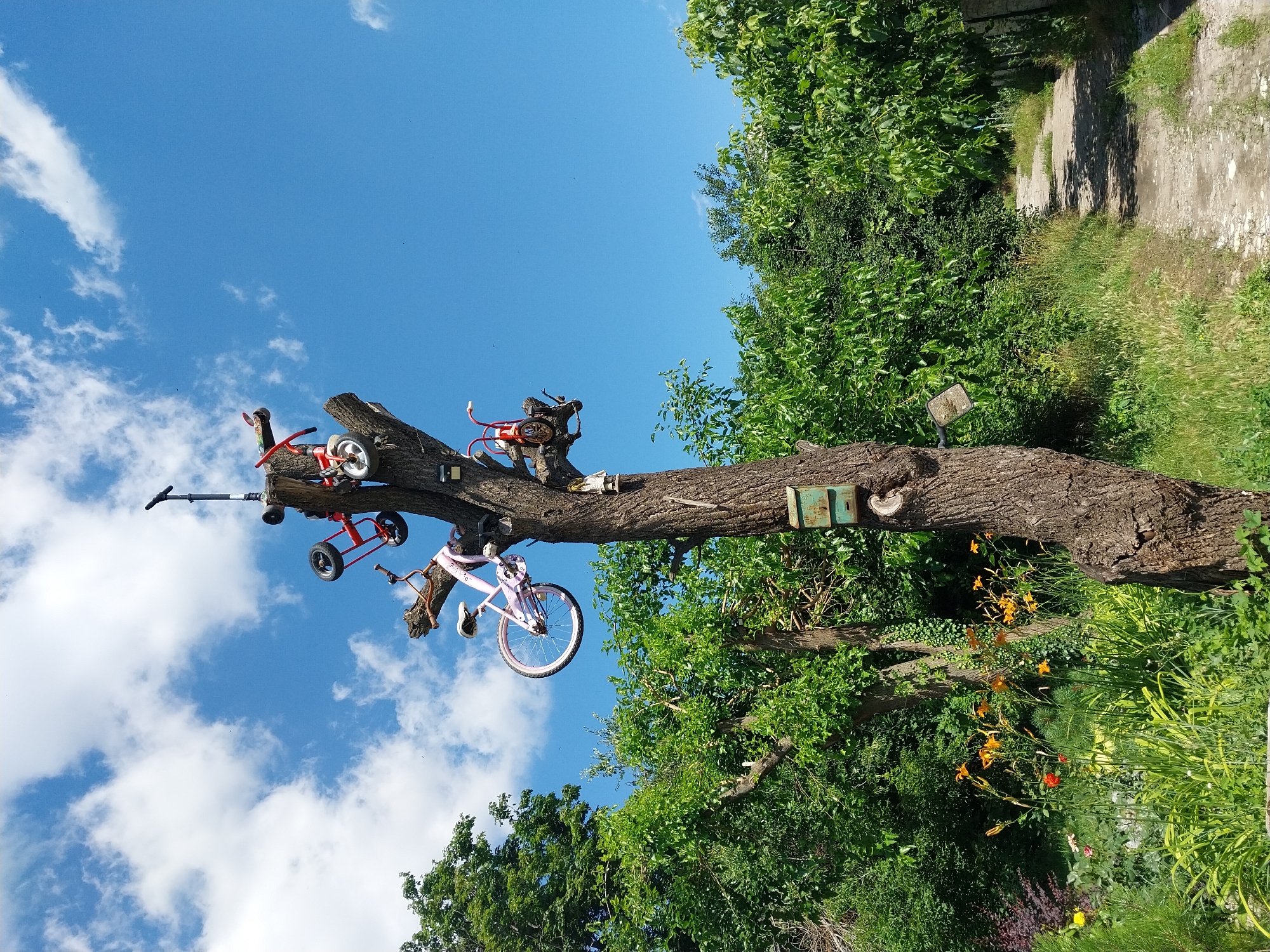 Bicycles and a scooter mounted on a tree in Dnipro