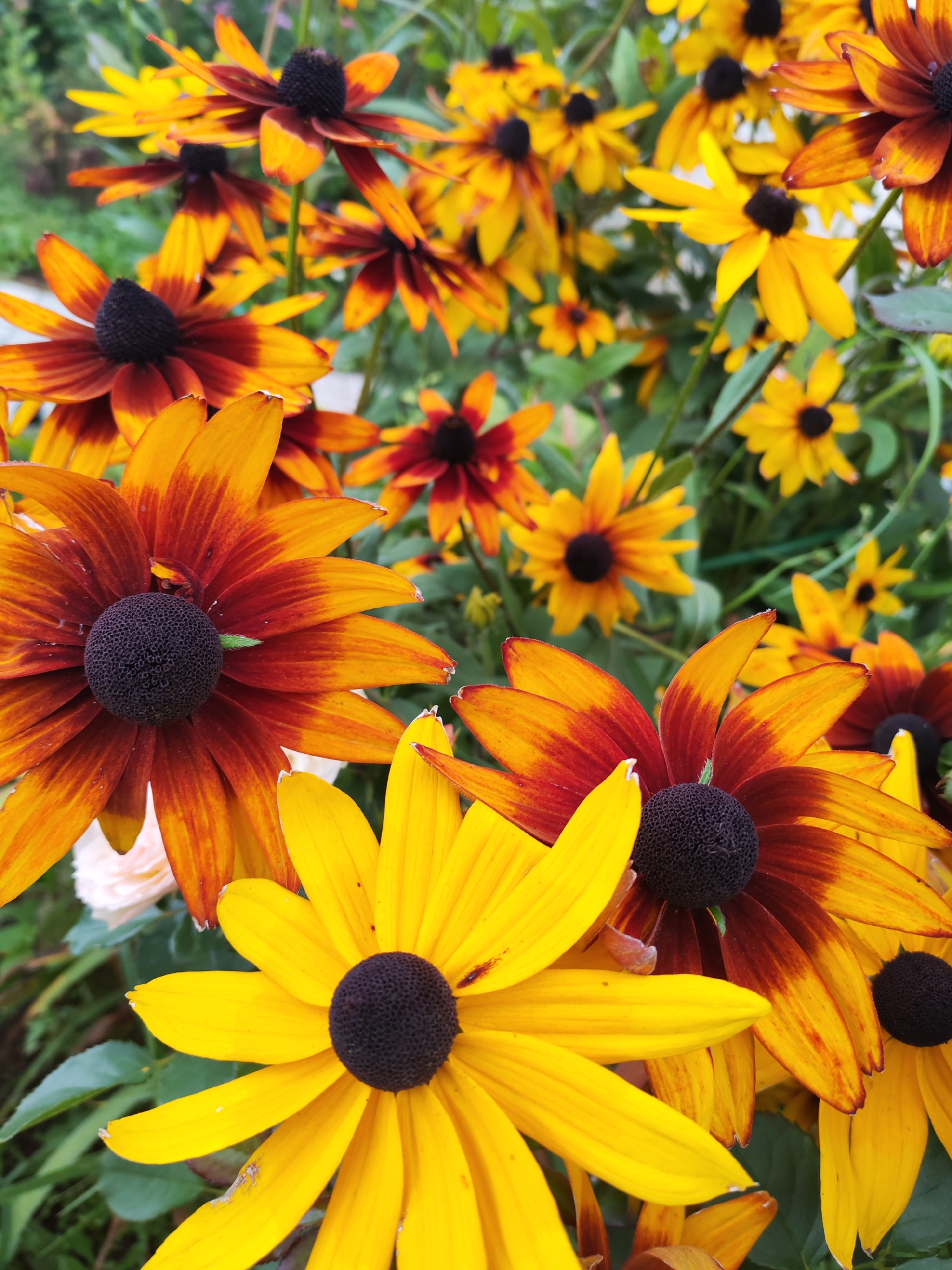 Late summer garden selfies and flowers in Chaikovsky