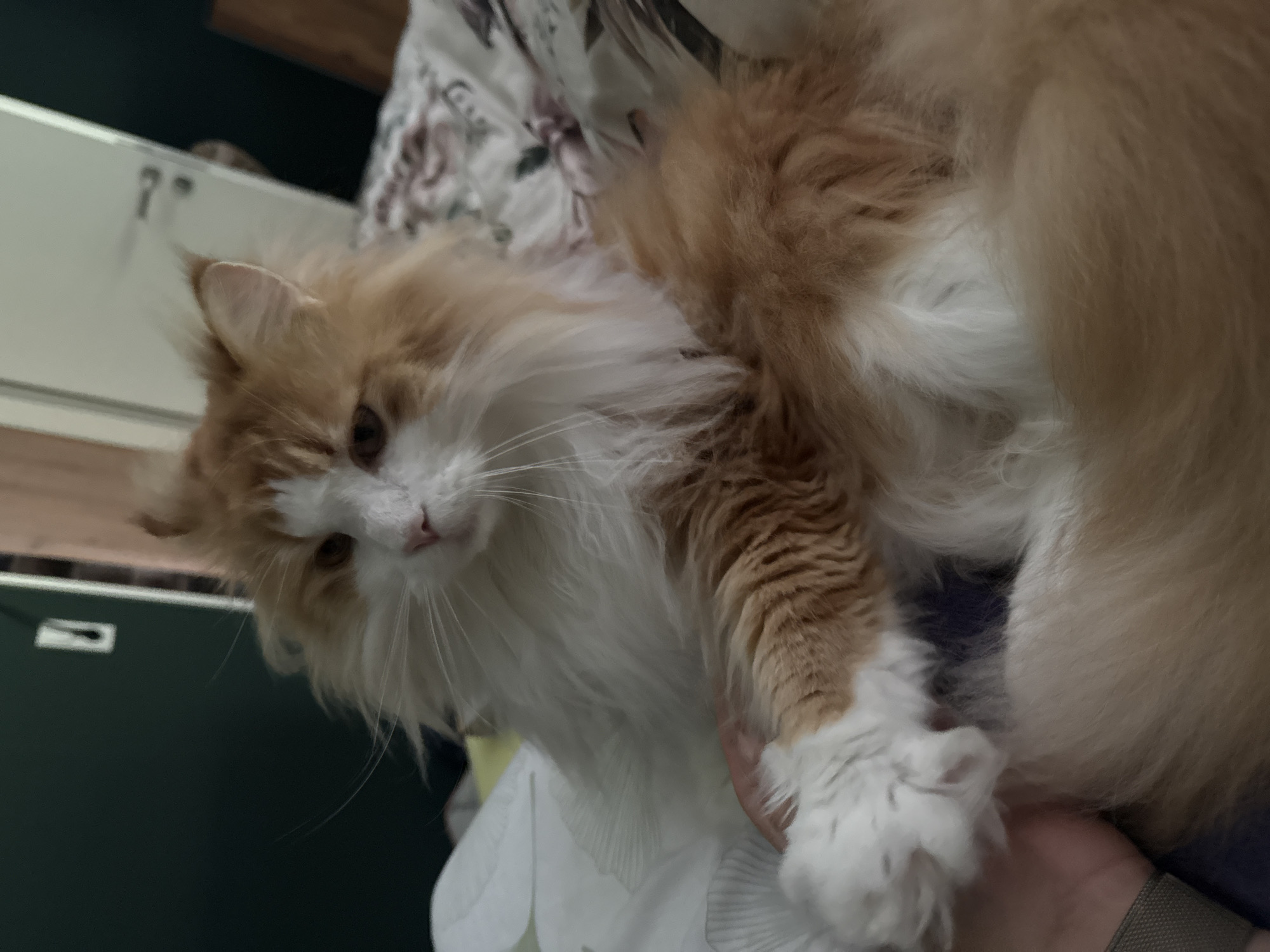 Fluffy ginger cat relaxes during a quiet petting moment in Kassel
