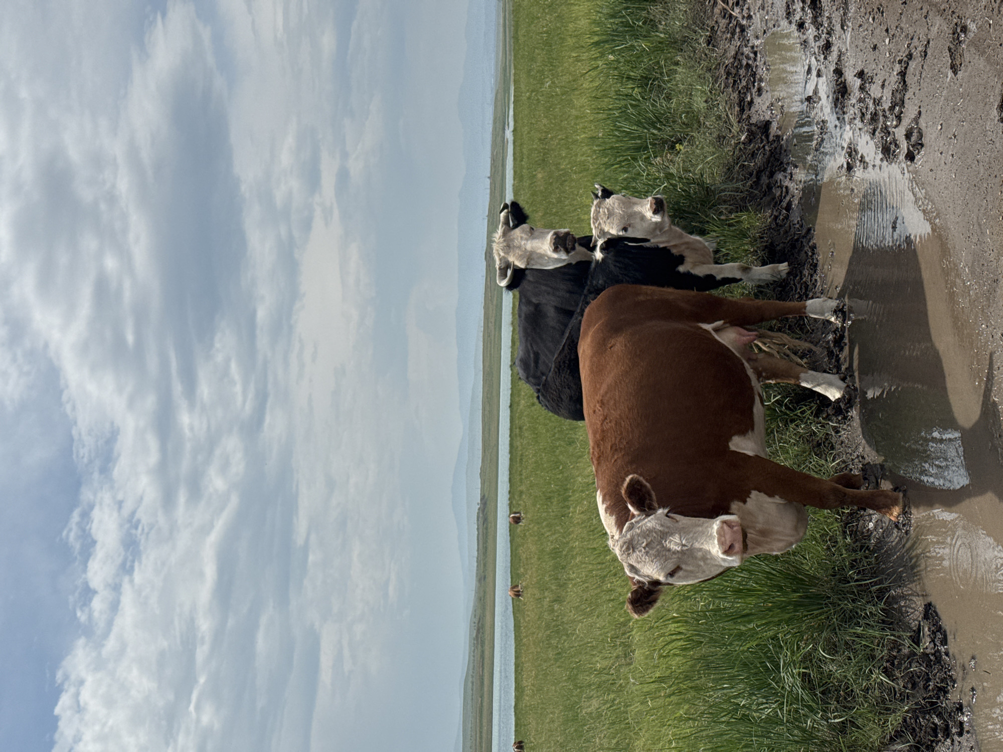 Cattle grazing across a muddy, open field in rural Russia