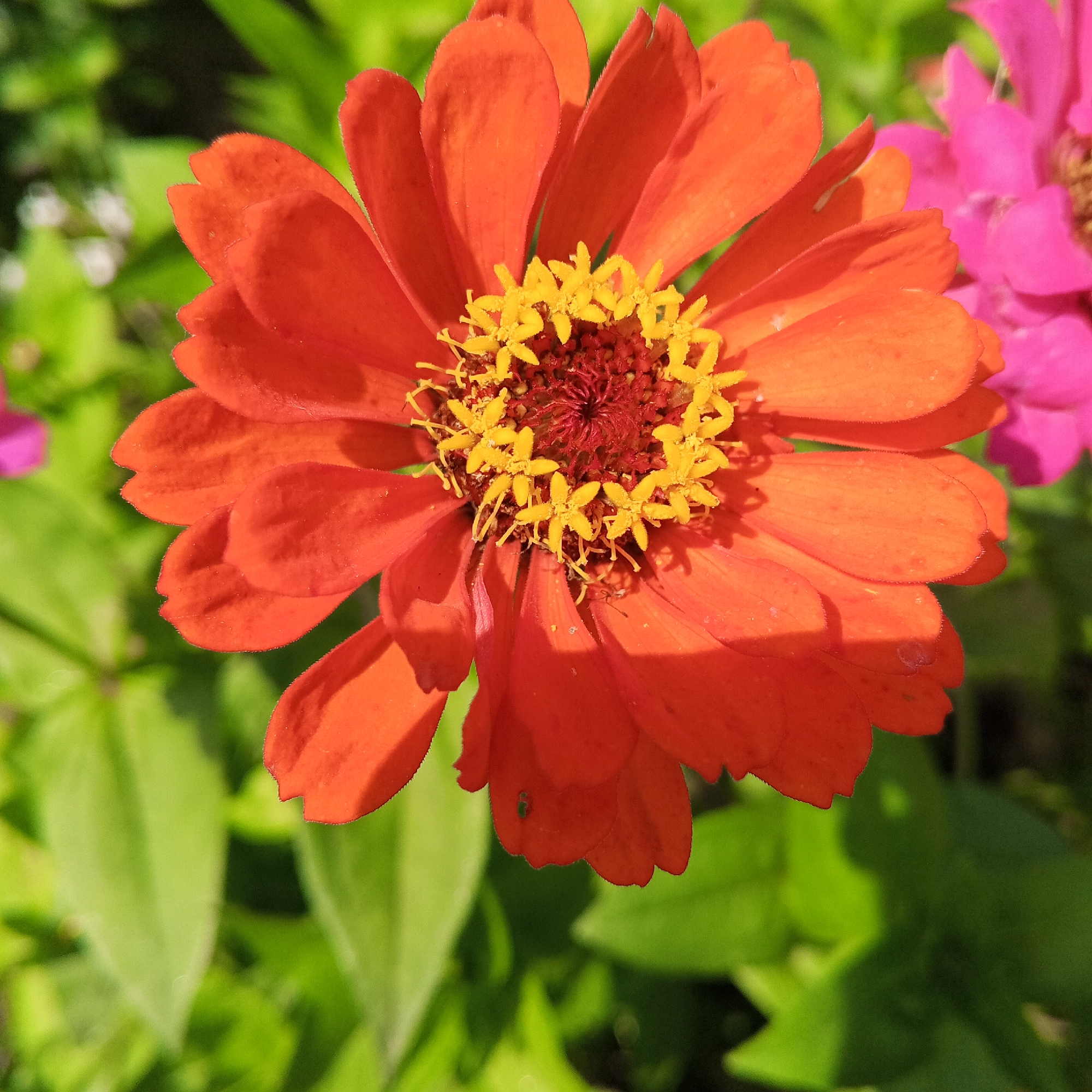 Garden close-ups: zinnia, ripe berries, and a resting horsefly