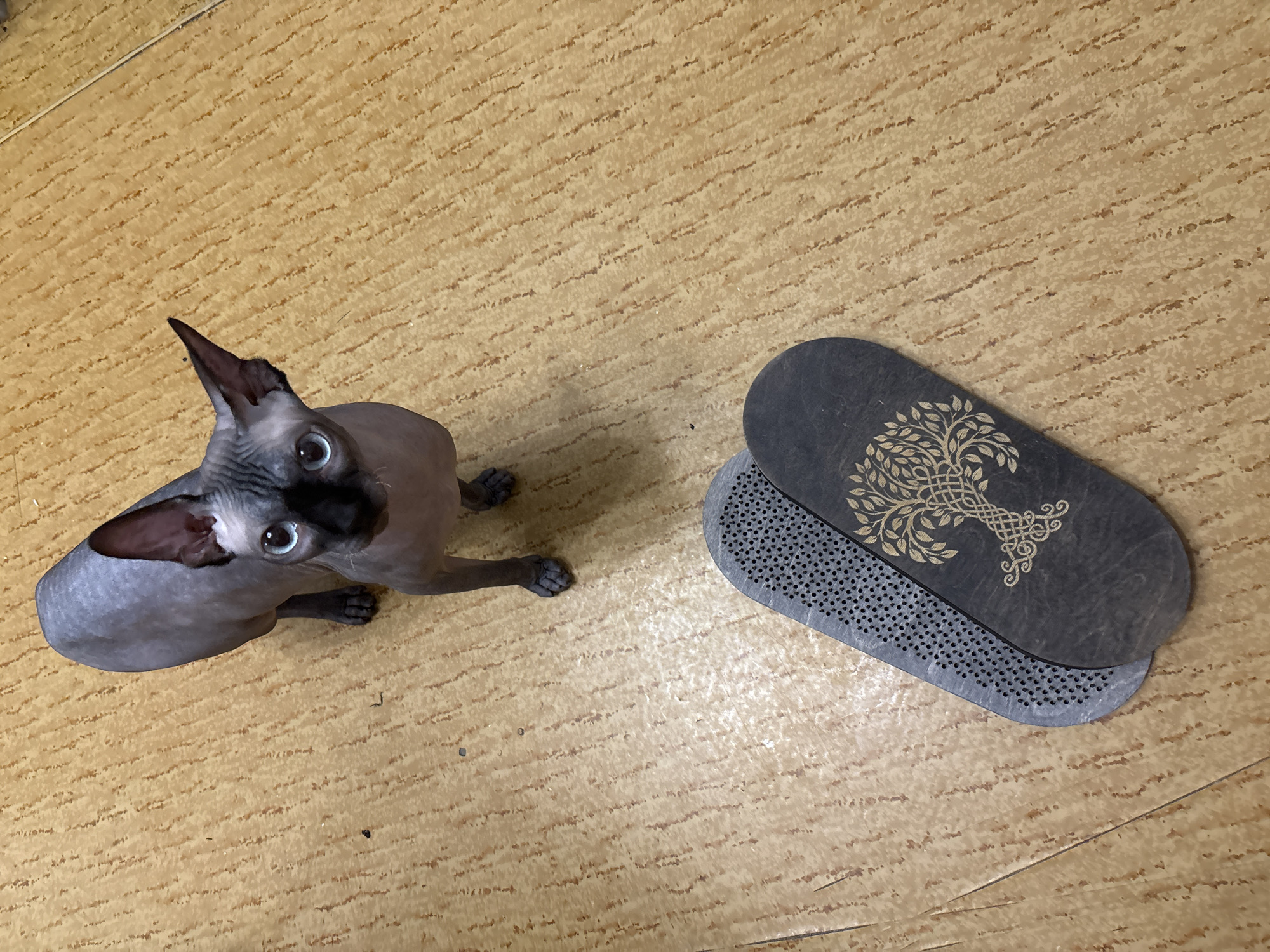 Sochi apartment life: a Sphynx cat, pastries, and backyard palms
