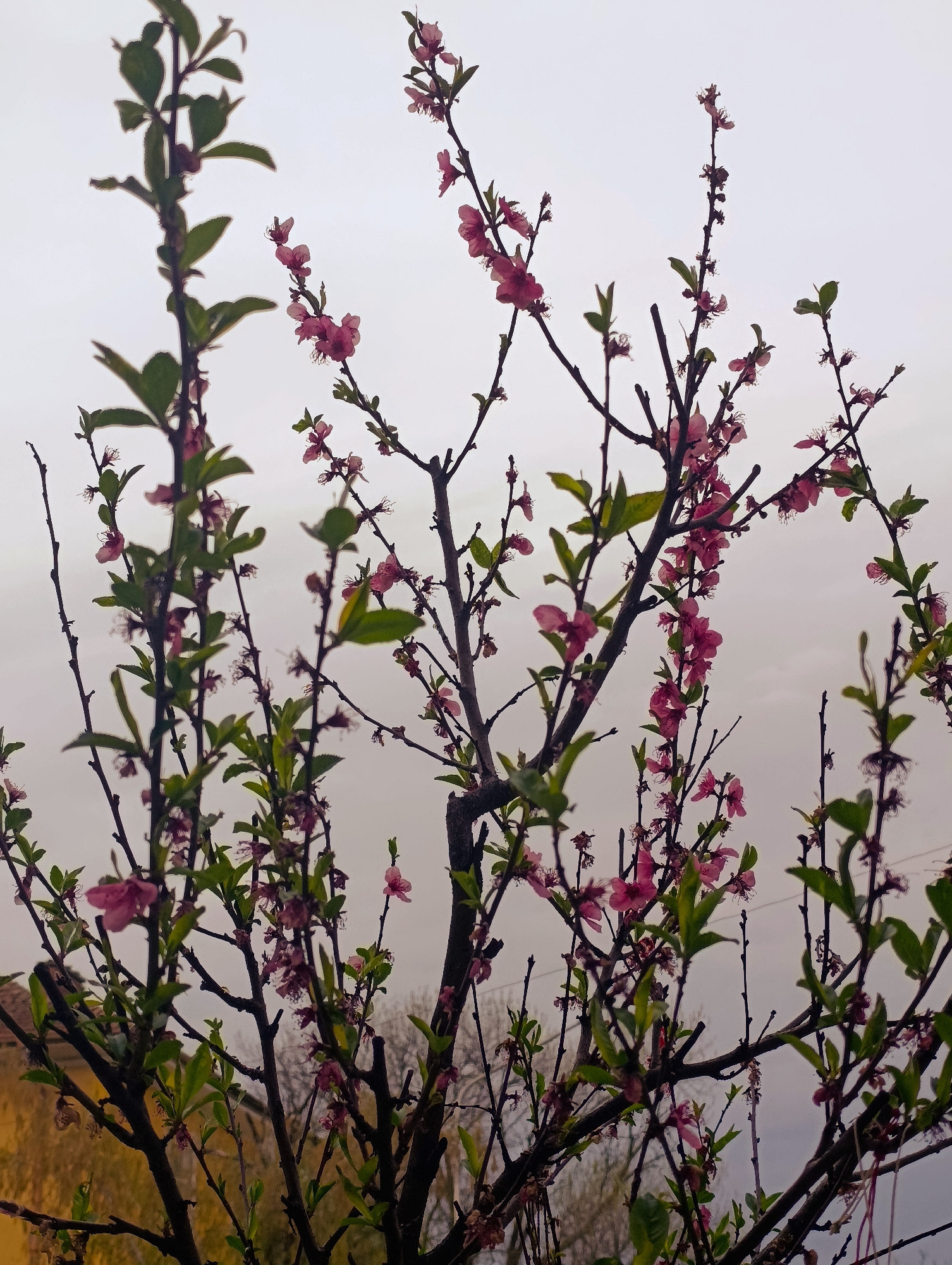 Spring blossoms photographed under grey skies in Kardzhali, Bulgaria