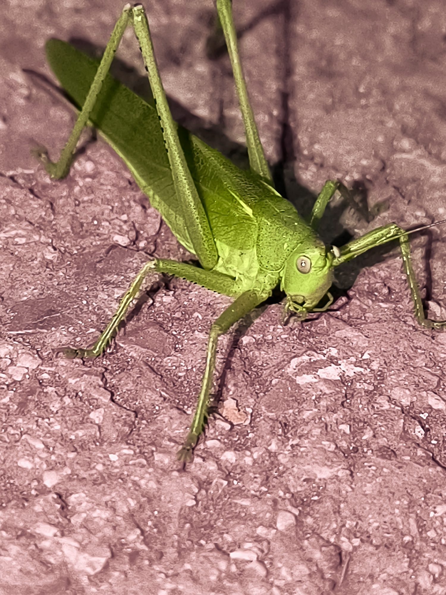 Green grasshopper up close on rough pavement in Karaganda
