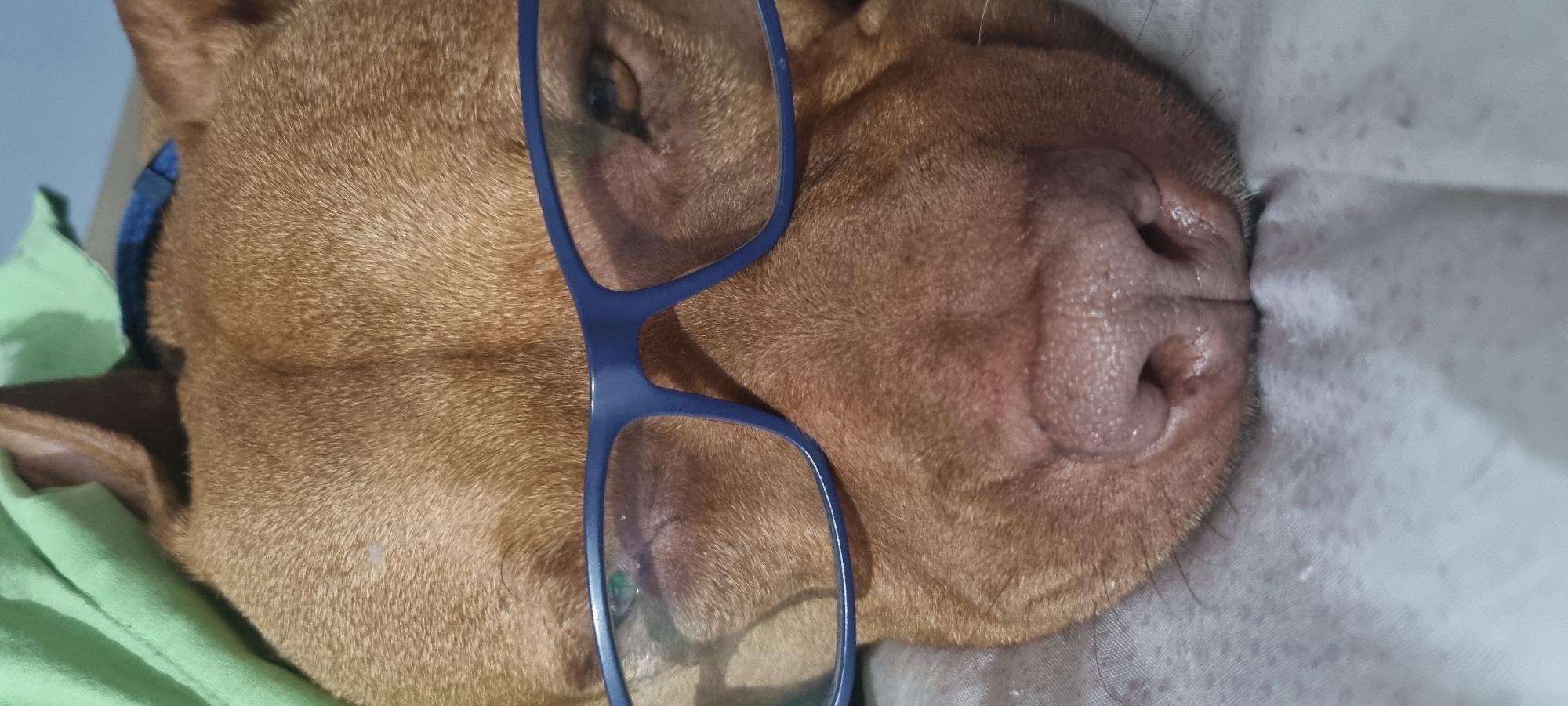 Brown dog photographed wearing various accessories during evening rest period