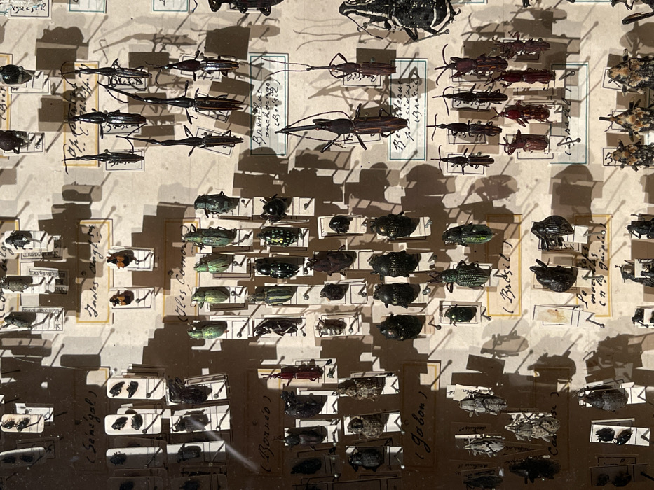 Paris evening captures museum insects, street scenes, personal moments