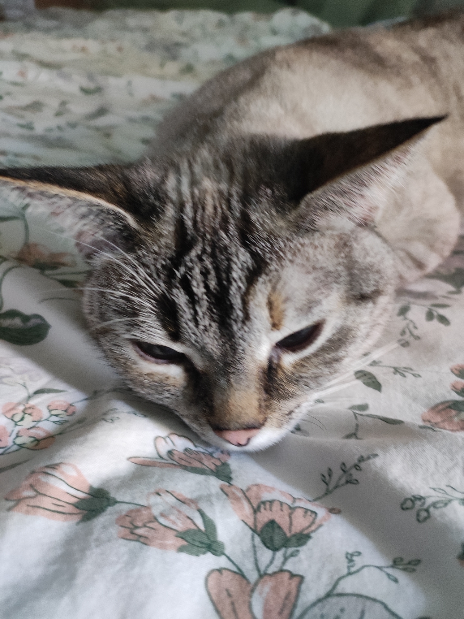 Tabby cat lounging on a floral comforter, multiple close-ups
