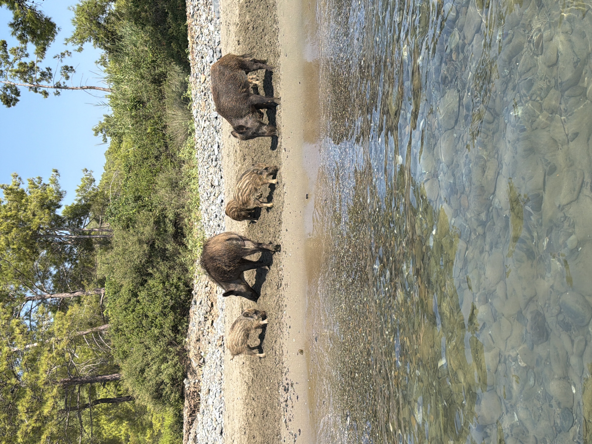 Wild boars and piglets roam a Kemer beach at the water's edge