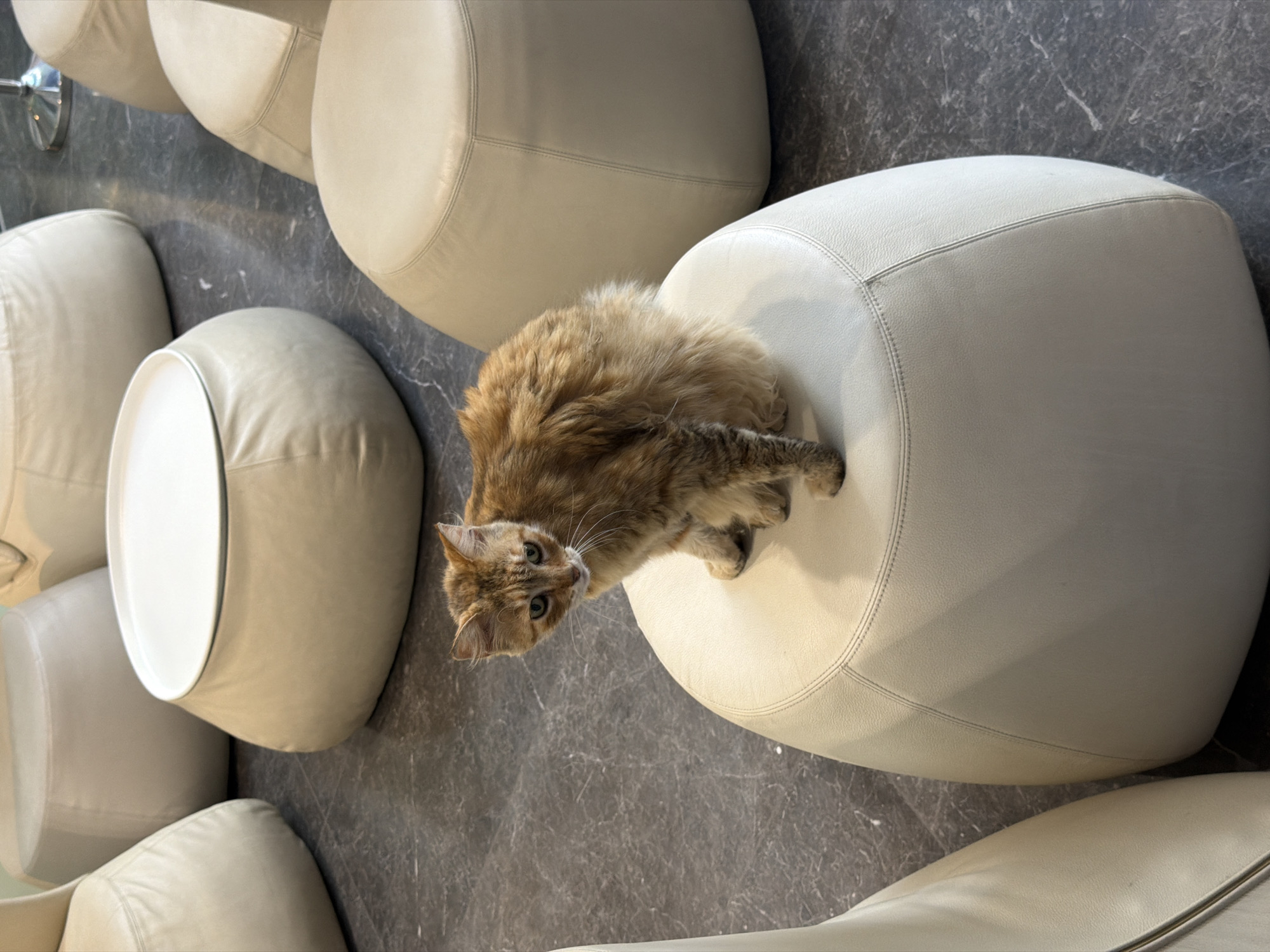 Morning moments captured: cat on furniture, gym workout in Tel Aviv