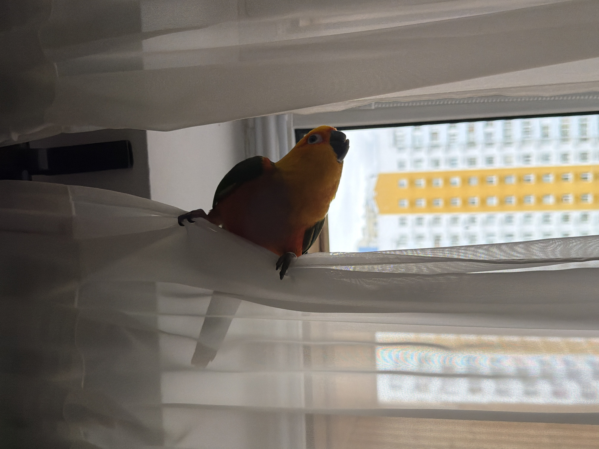 Sun conure parrot hangs and perches around Khimki apartment curtains