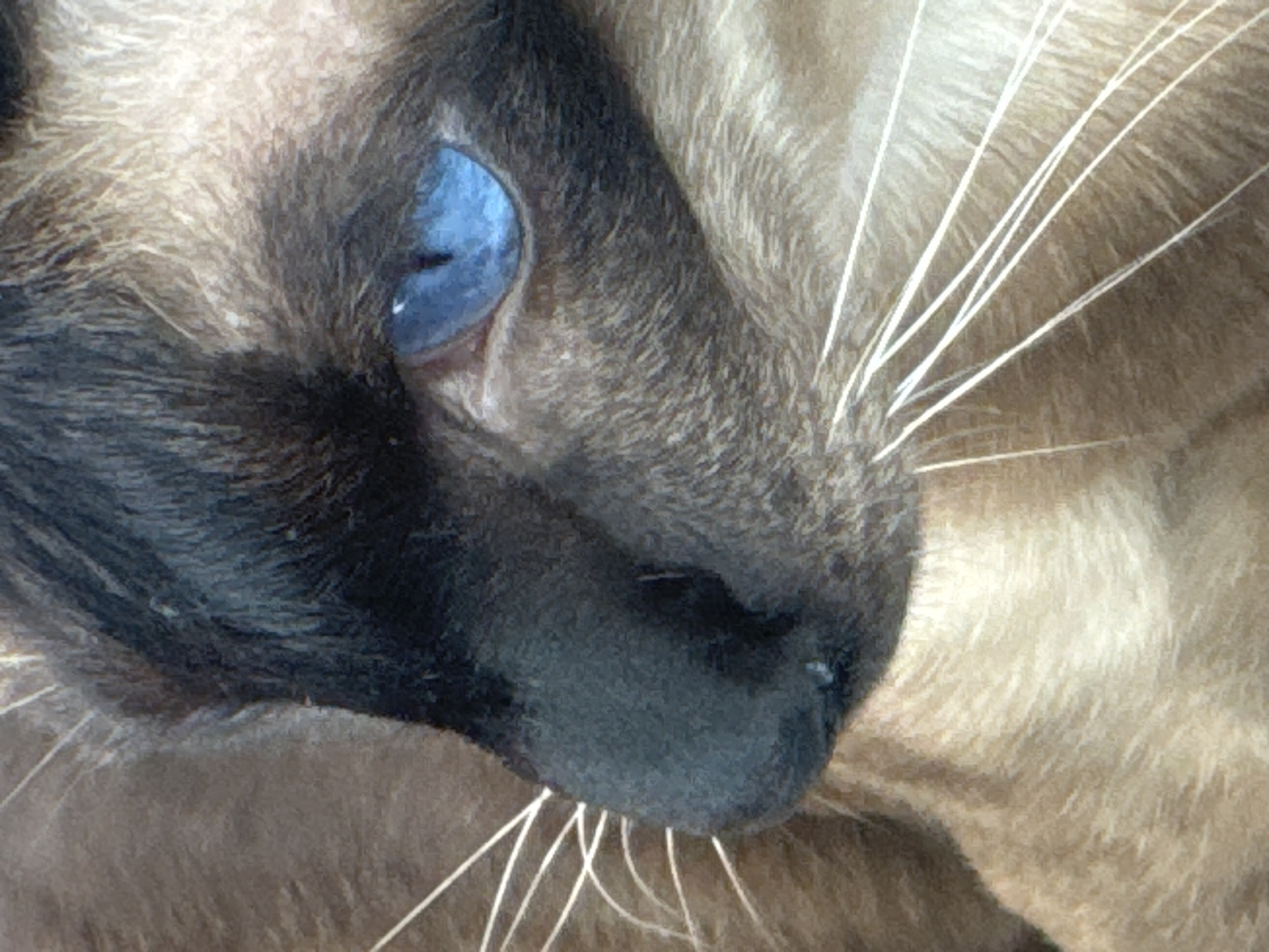 Siamese Cat Observed in Multiple Indoor Settings in Ramat Gan