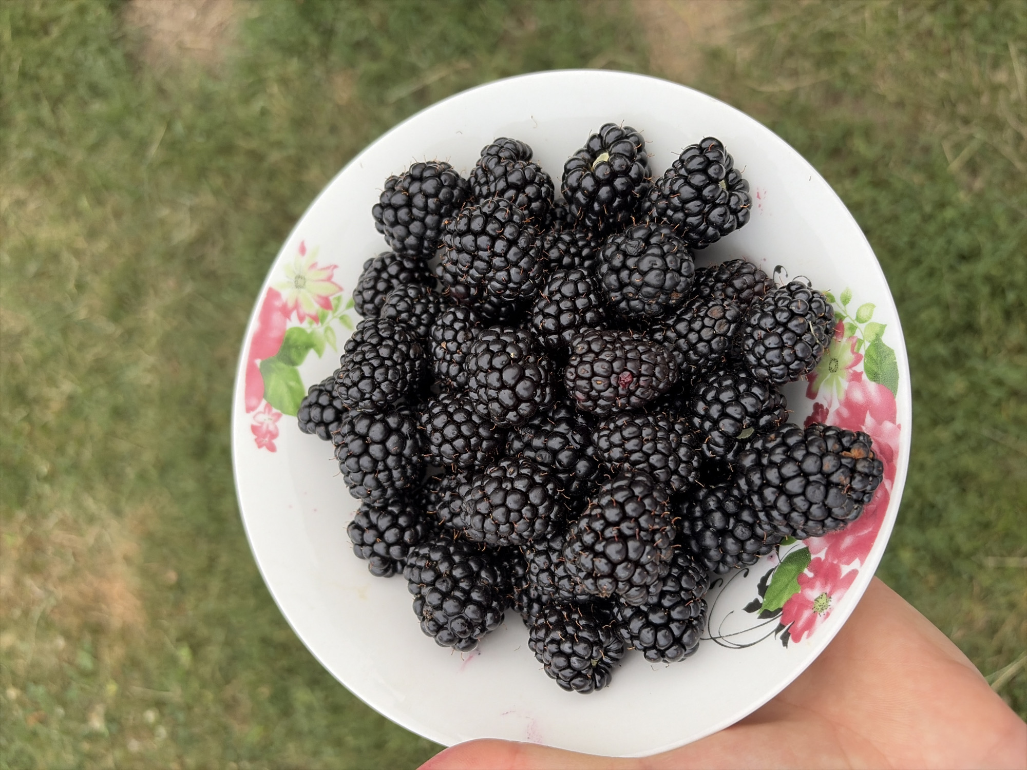 A Moldovan garden in midsummer, fruit, flowers, and a dog