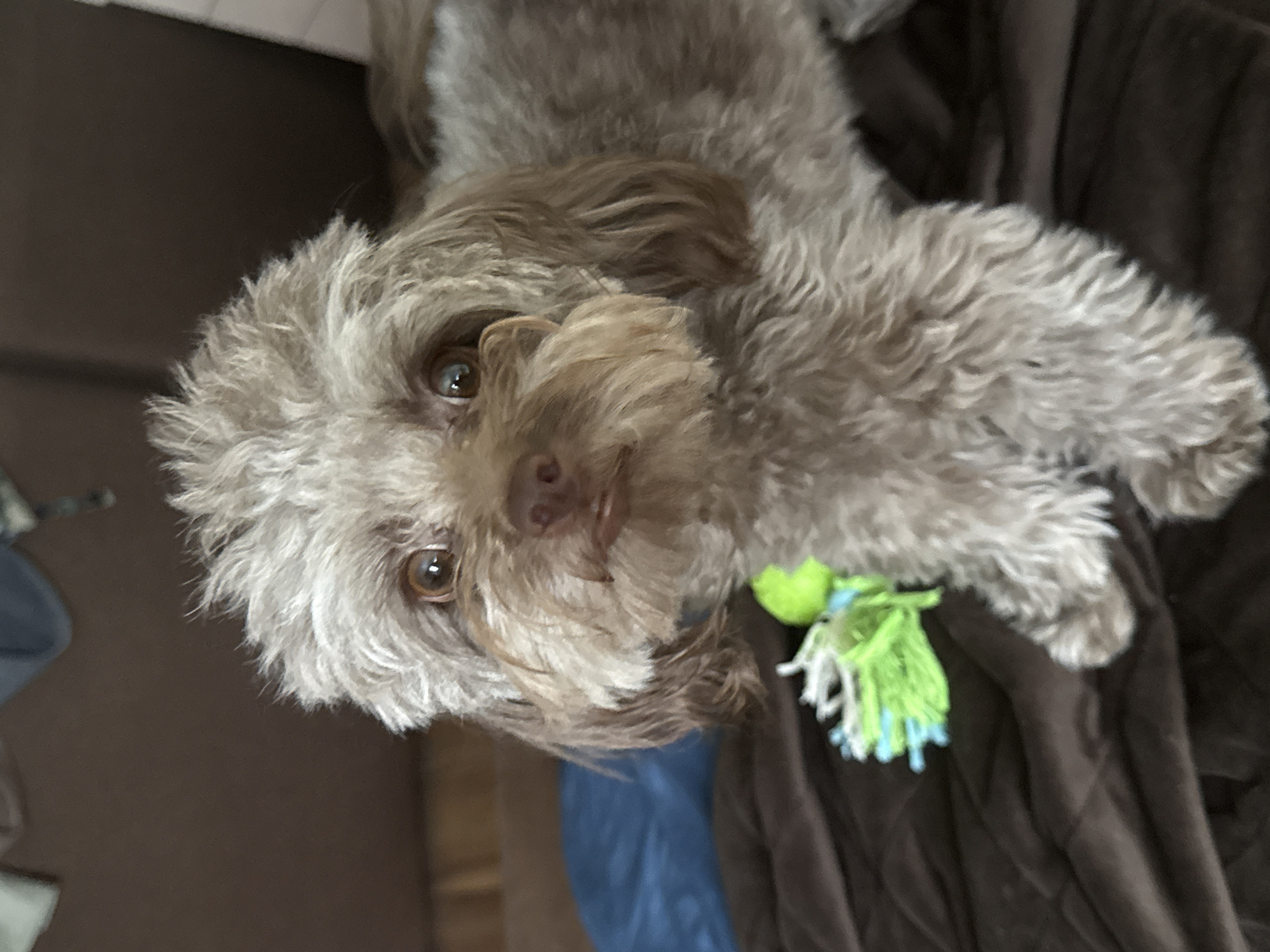 Morning in Khimki: mall errands, nature snapshots, and a scruffy dog