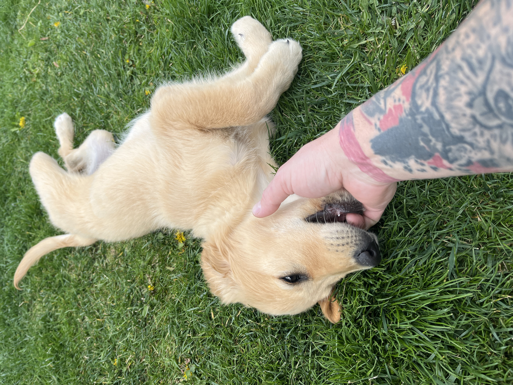 Golden retriever puppy and ATV rider captured in Kostinbrod