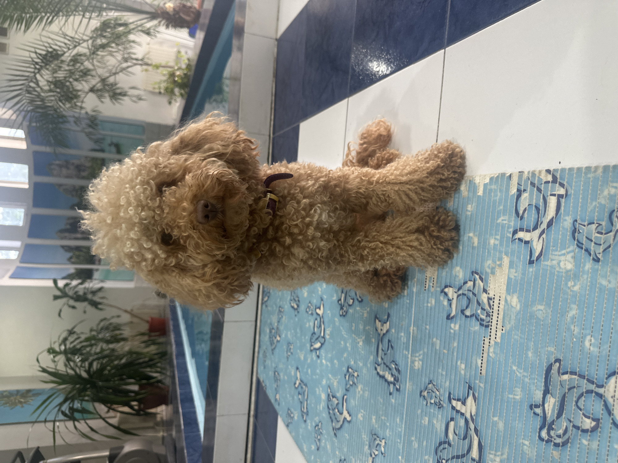 Selfie session with poodle in Armavir garden and pool