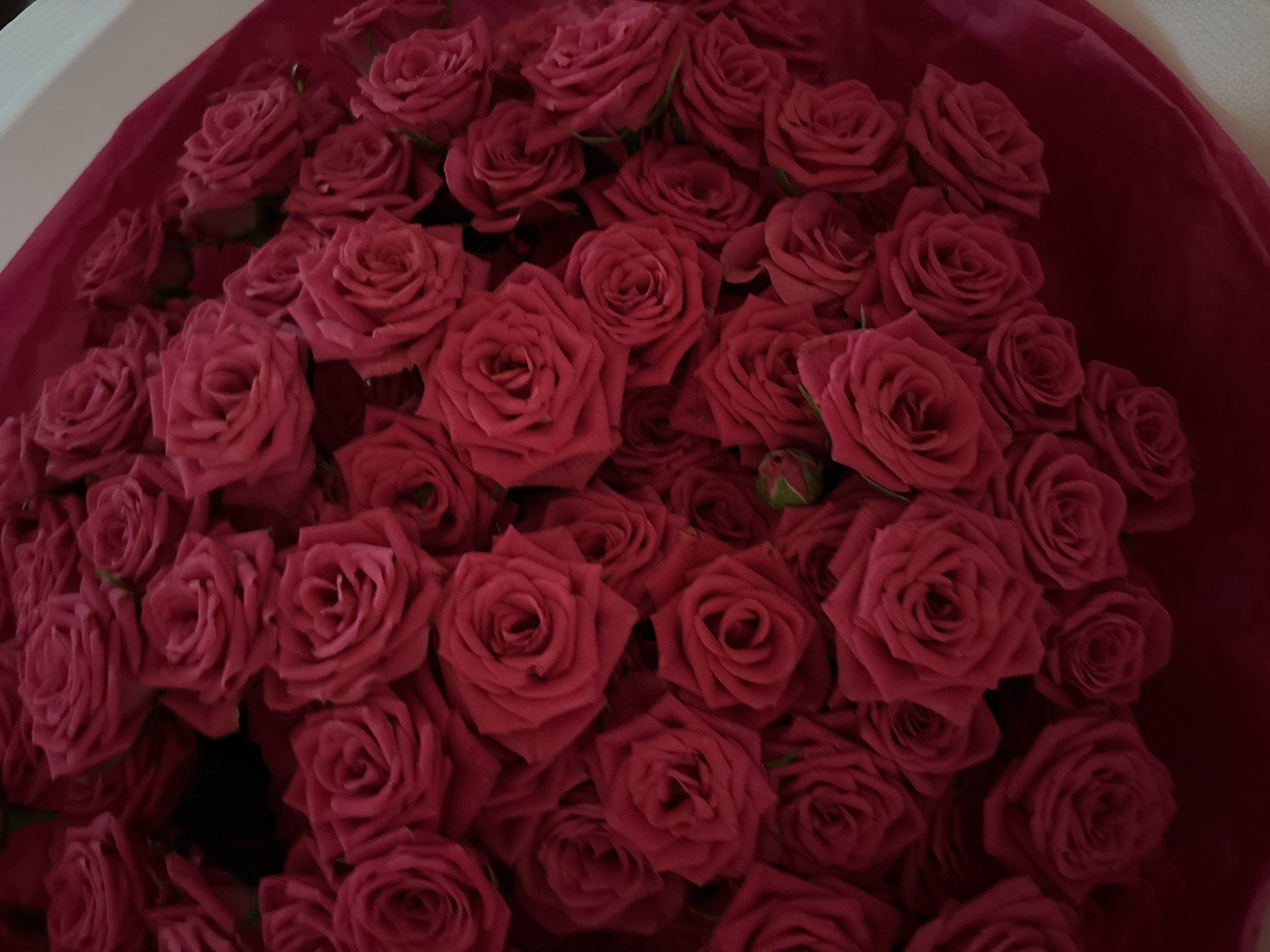 Evening in Prague: roses, quiet streets, and fading light.