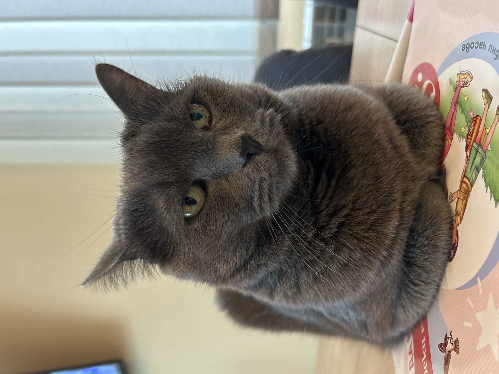 Gray cat photographed throughout afternoon in Veliko Tarnovo, Bulgaria