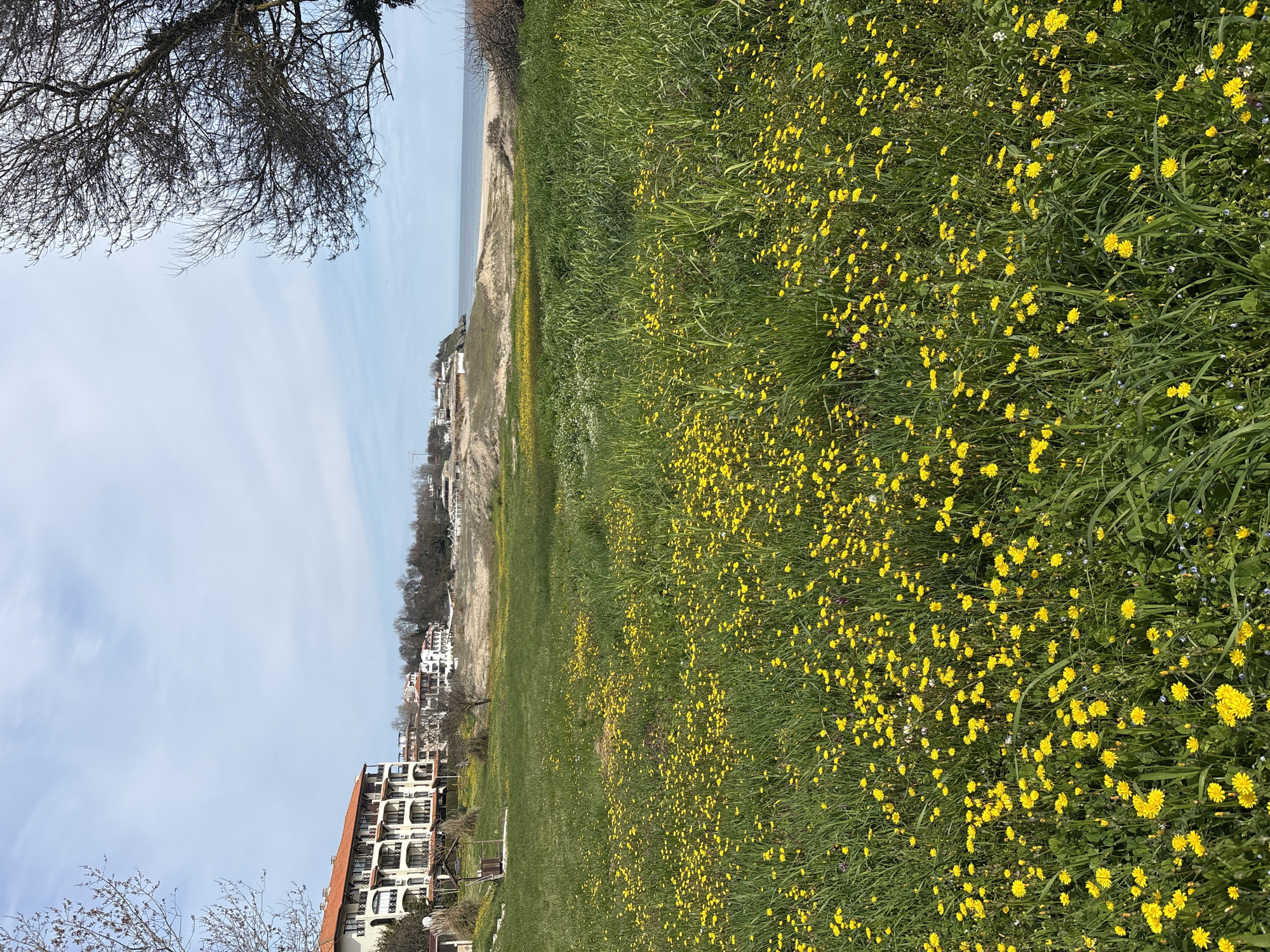 Spring flowers bloom in coastal field near Black Sea