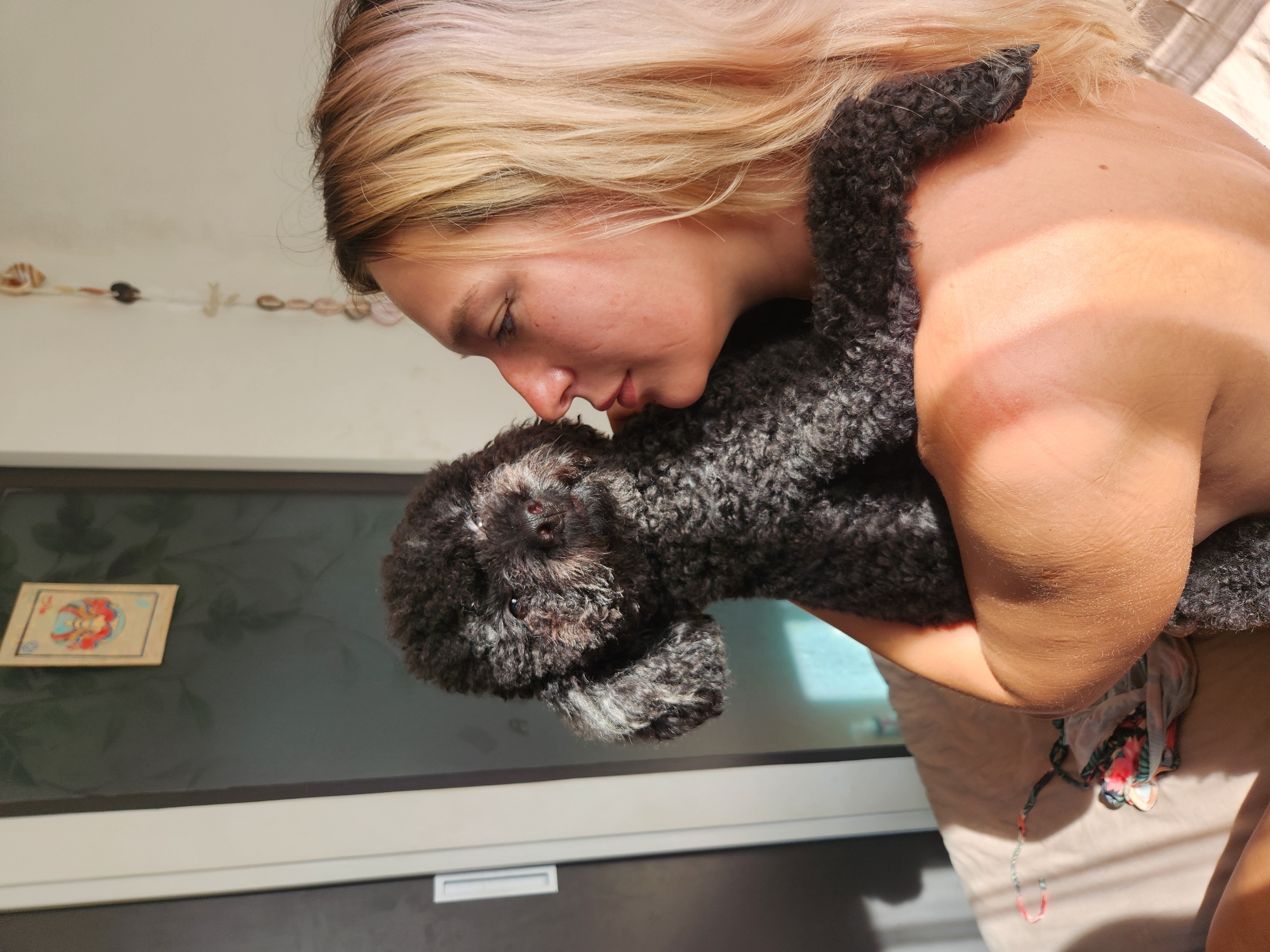 Quiet domestic moments with beloved poodle in Đà Nẵng home