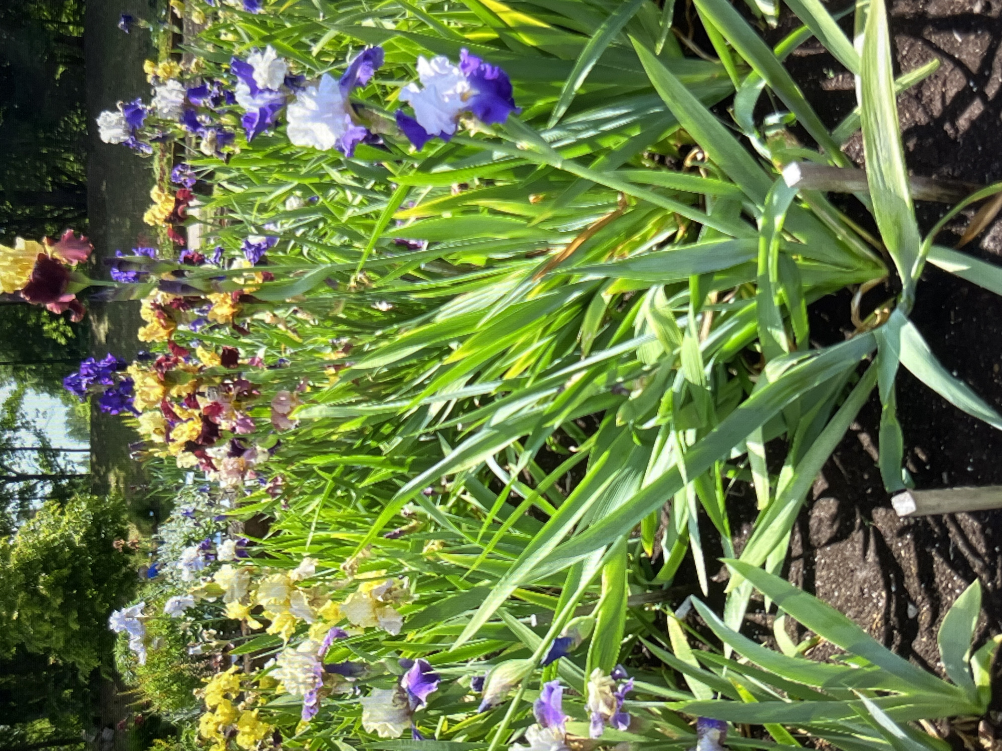 Close-up garden tour through blooms and vines in Kaunas