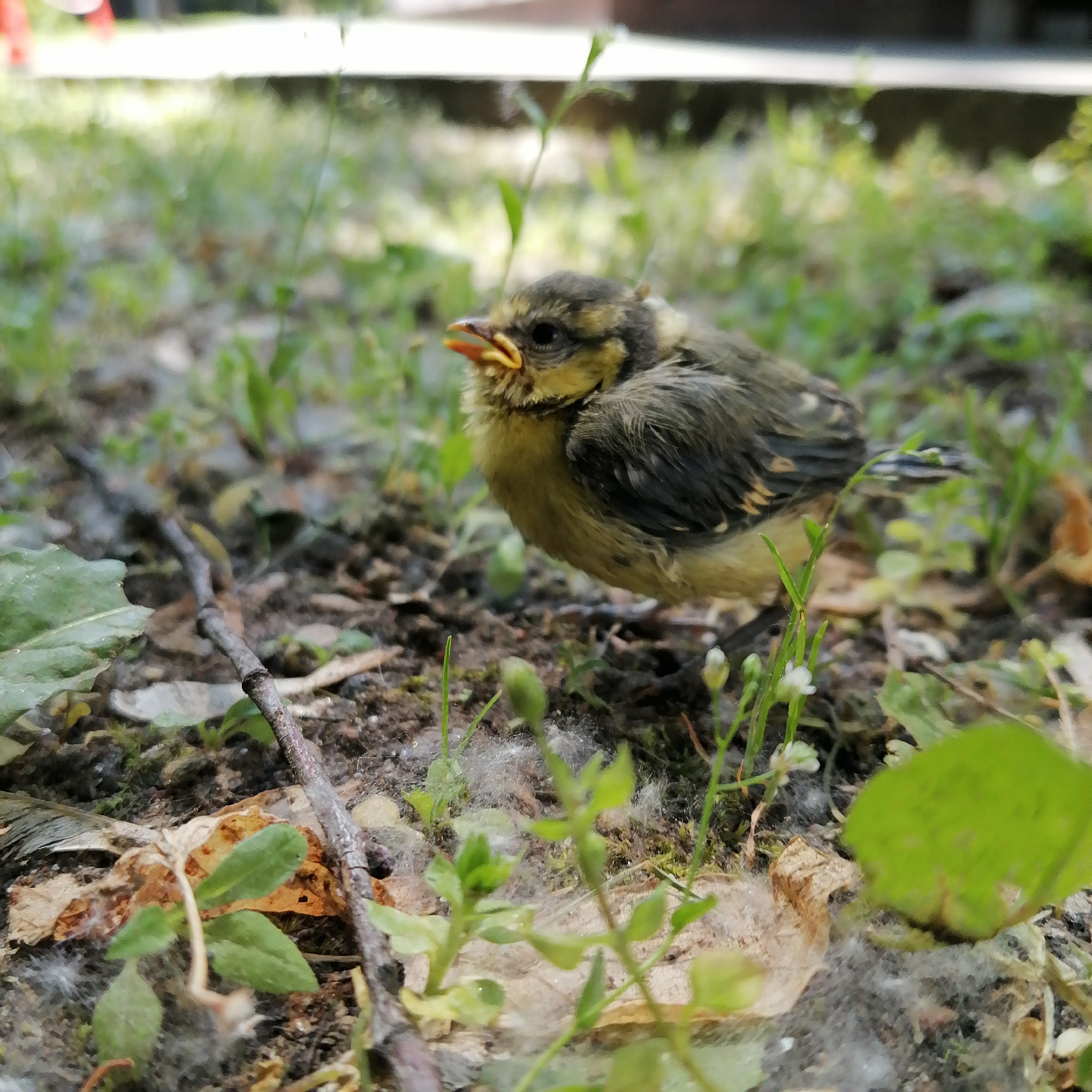 Fledgling birds observed foraging amid poplar fluff in Moscow