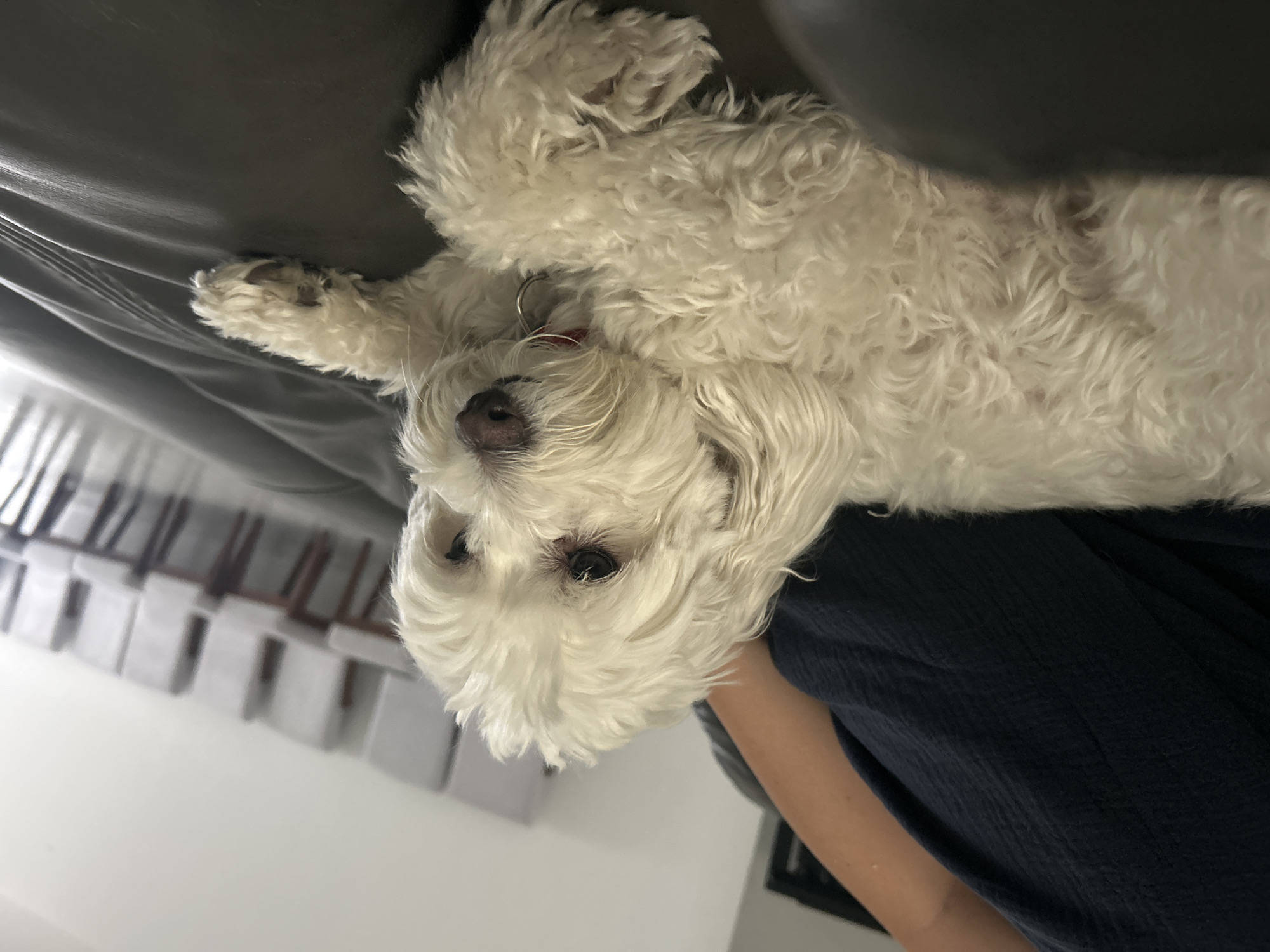 Small white dog photographed resting, playing on leather couch