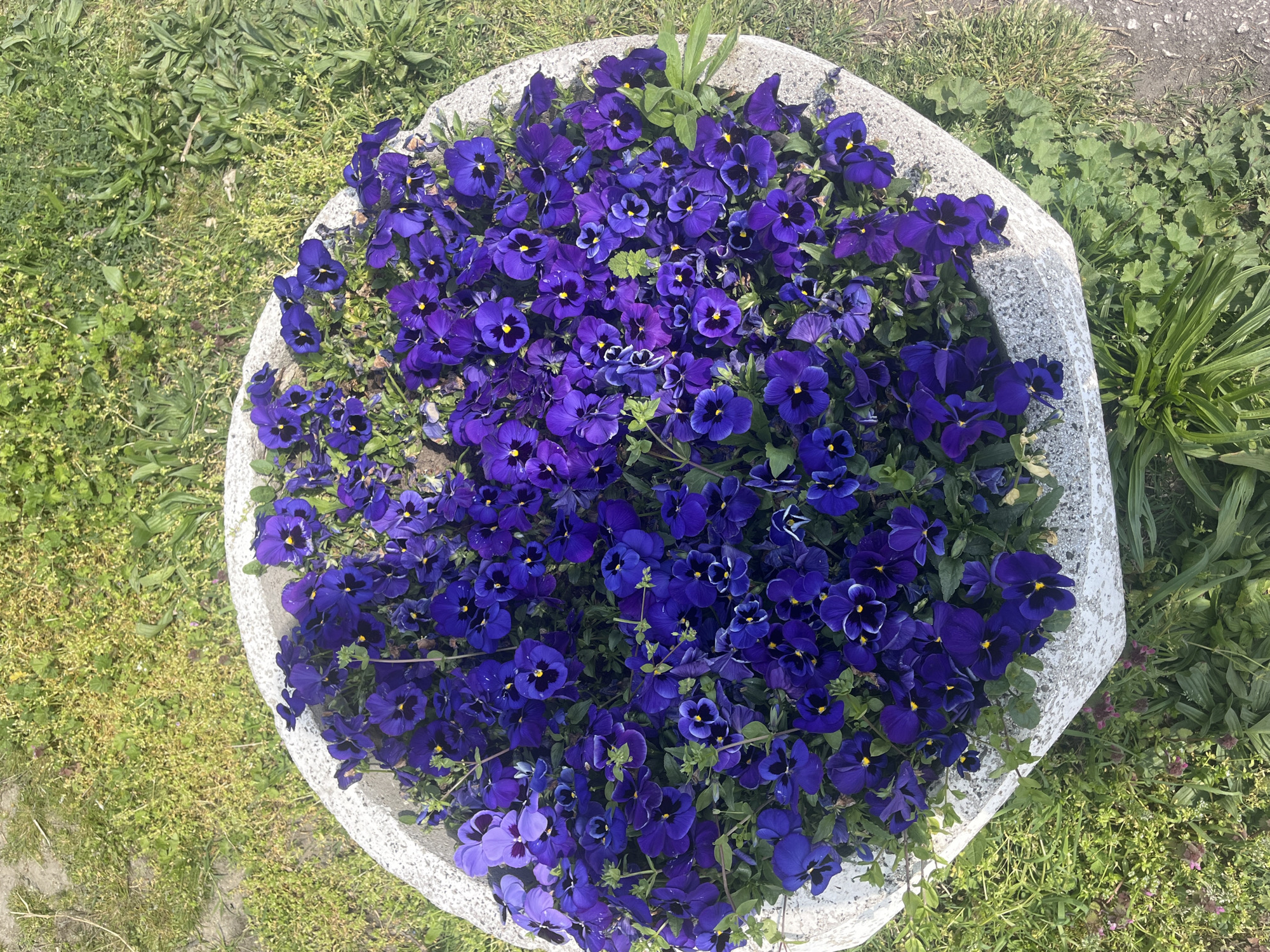 Colorful pansy flower bed spotted in Plovdiv, Bulgaria