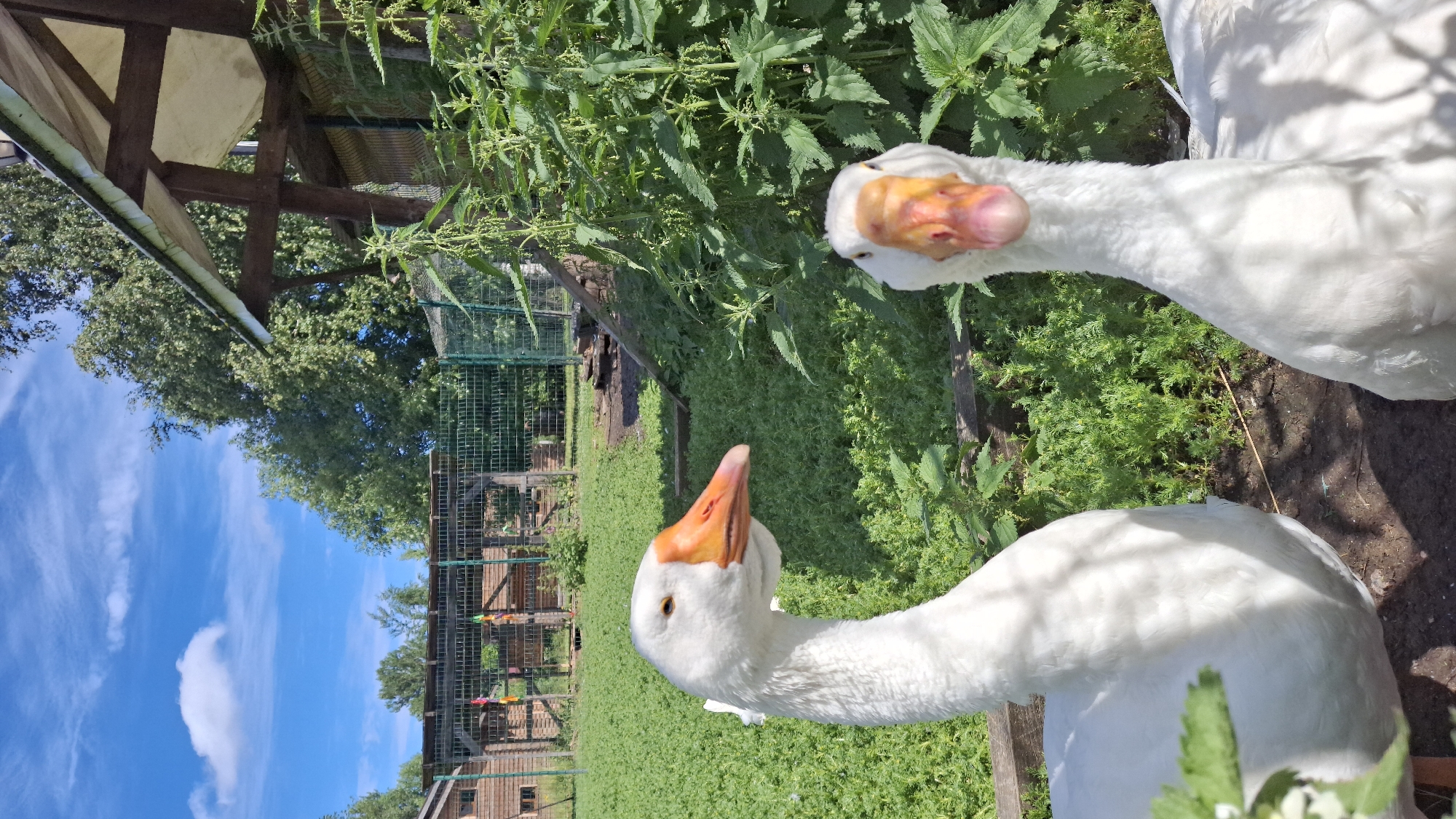 Traditional Russian village exhibit at Peterhof, animals and all