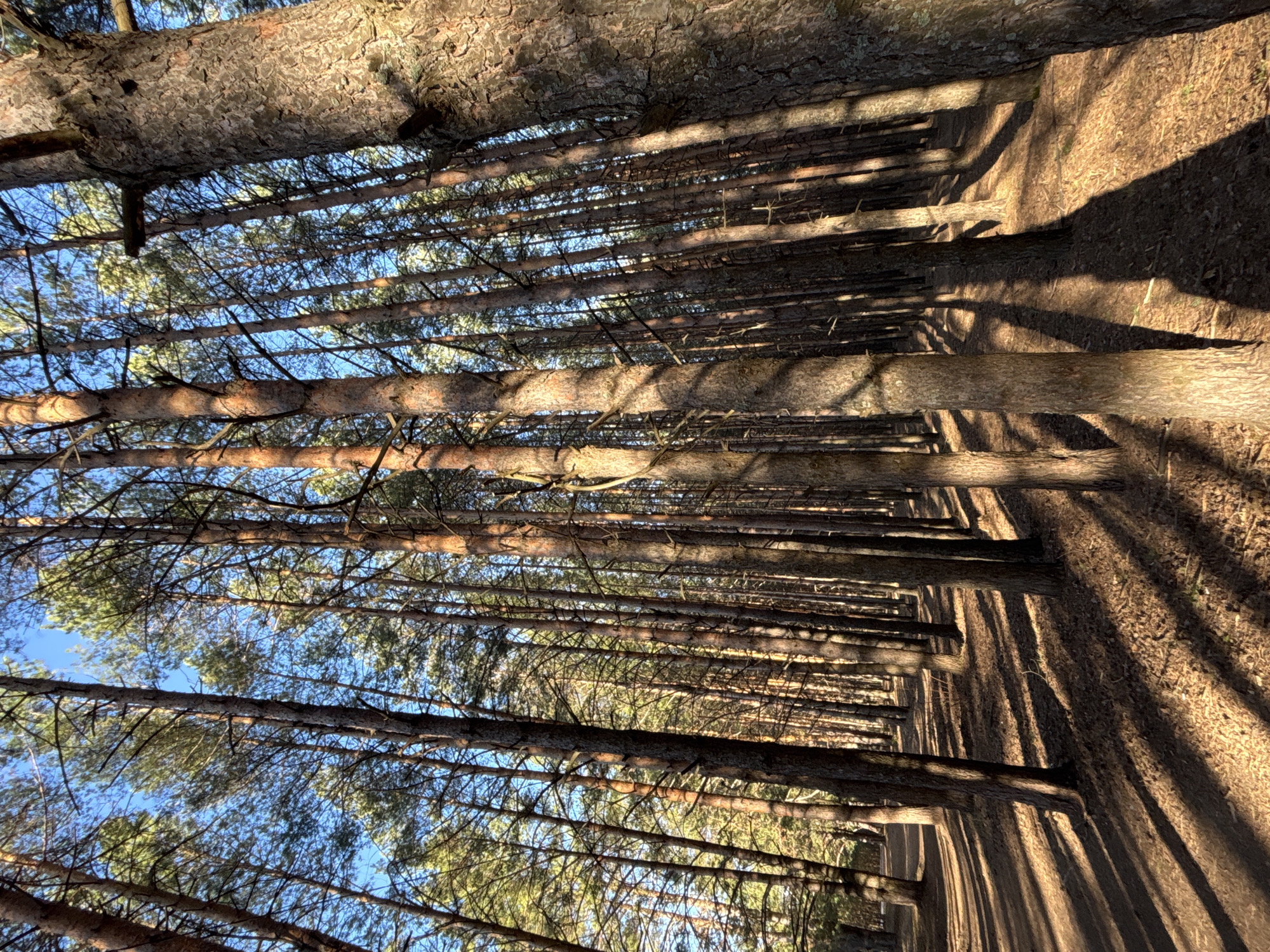 Personal photography session documented in Chaikovsky pine forests