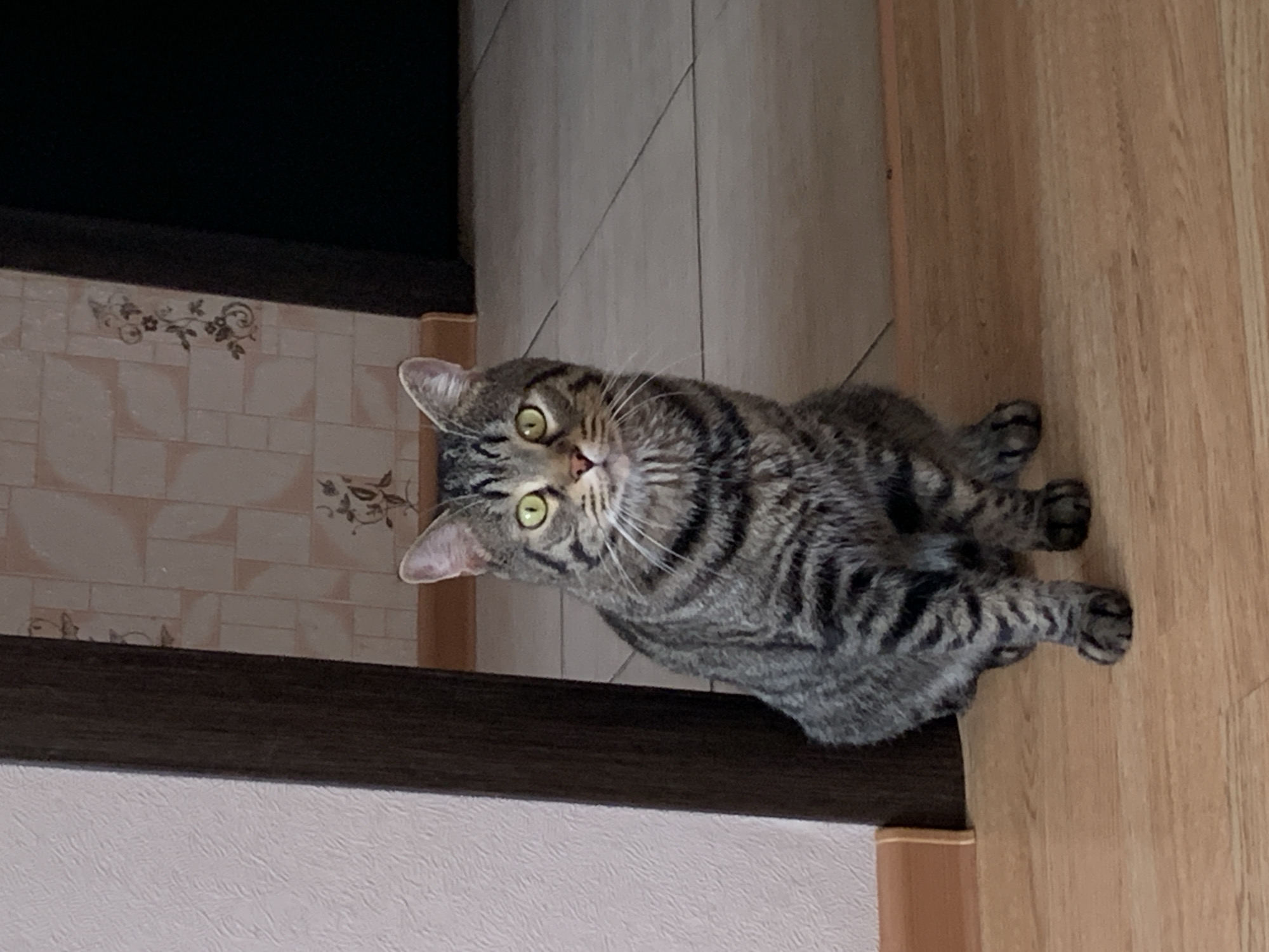 Tabby cat's morning routine documented across Stavropol home