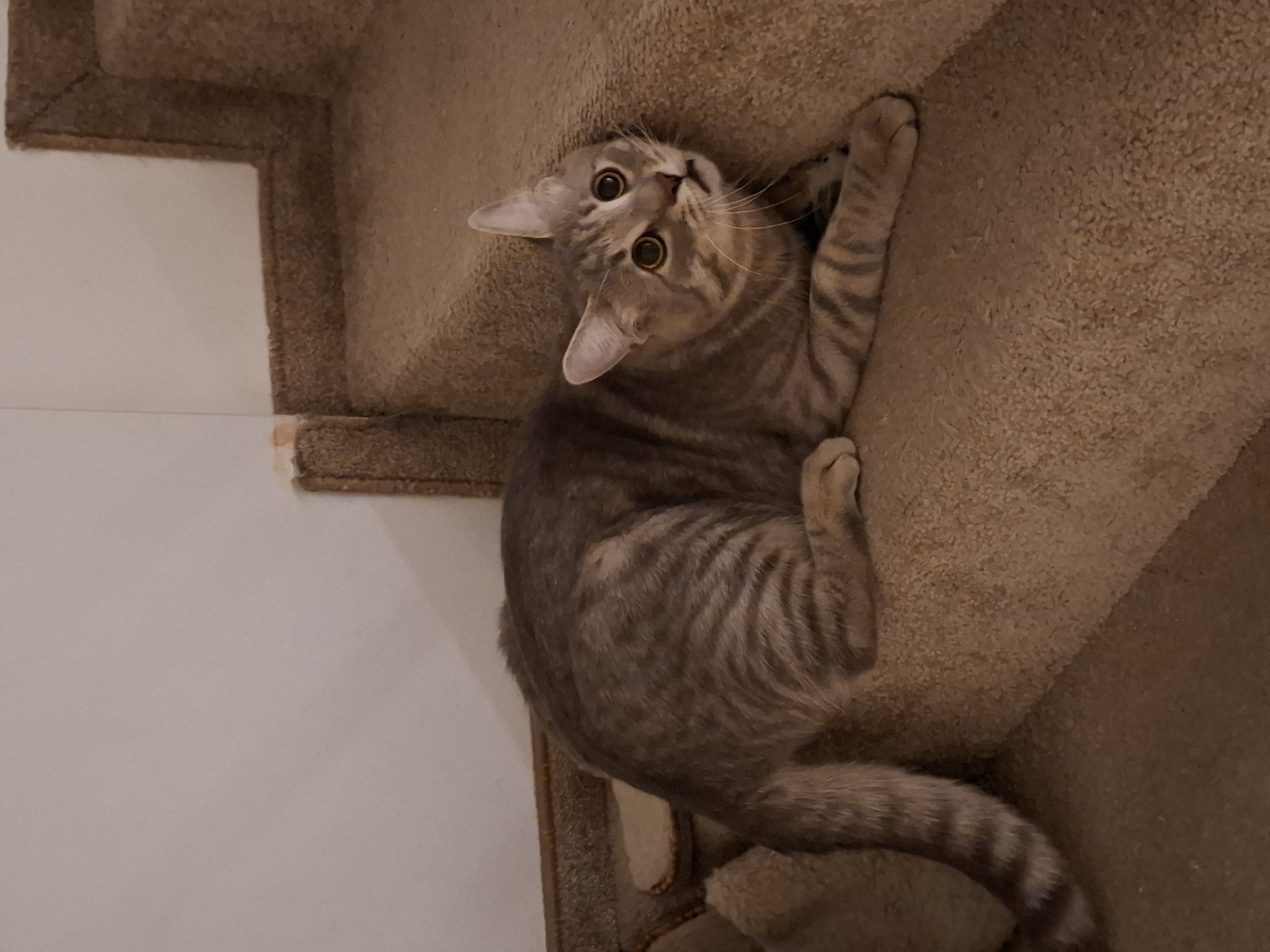 Evening domestic life captured in Zemun featuring tabby cat