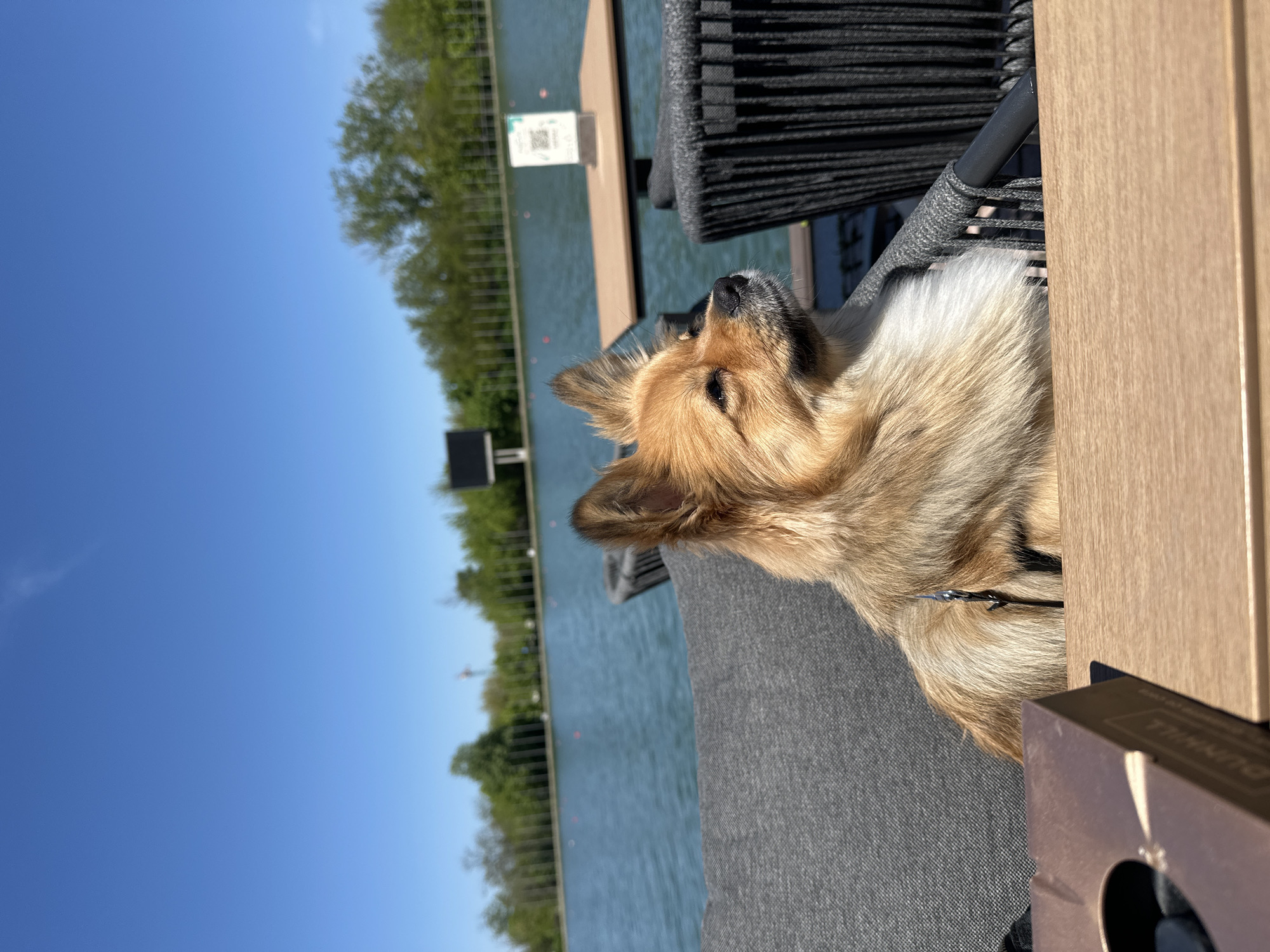 Dog spotted relaxing at outdoor cafe near Plovdiv canal