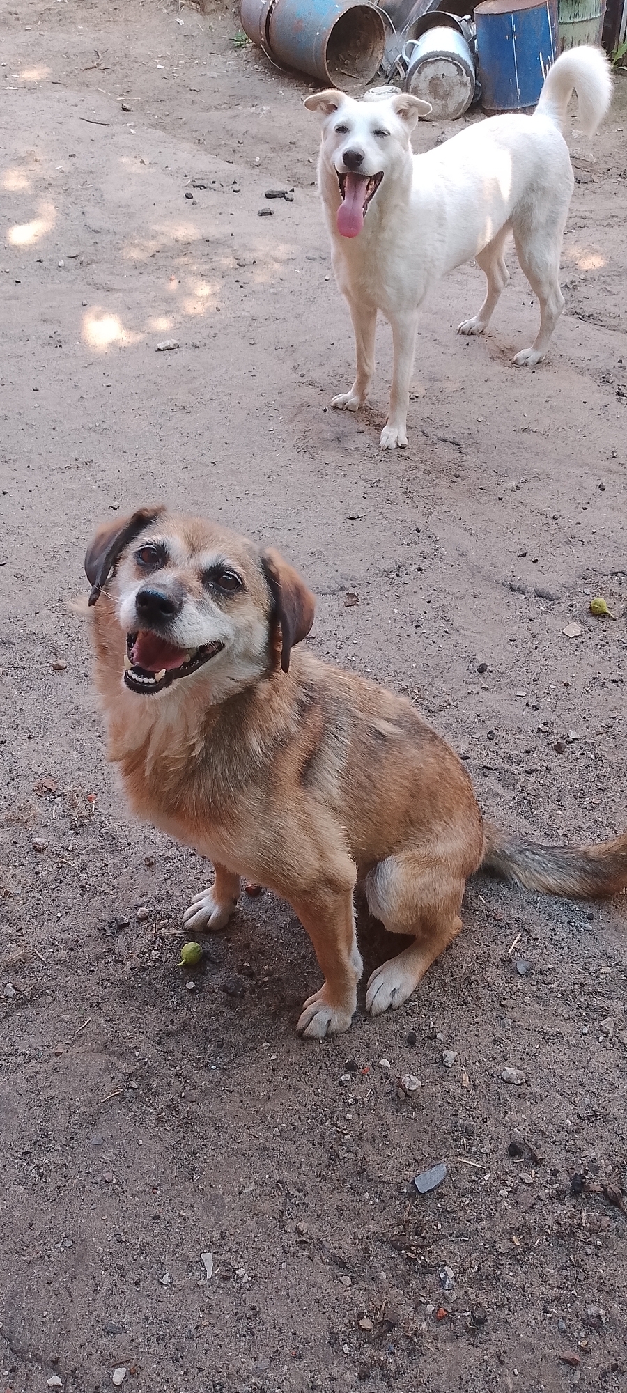 Dogs and a cat, hanging out in Belgorod yards