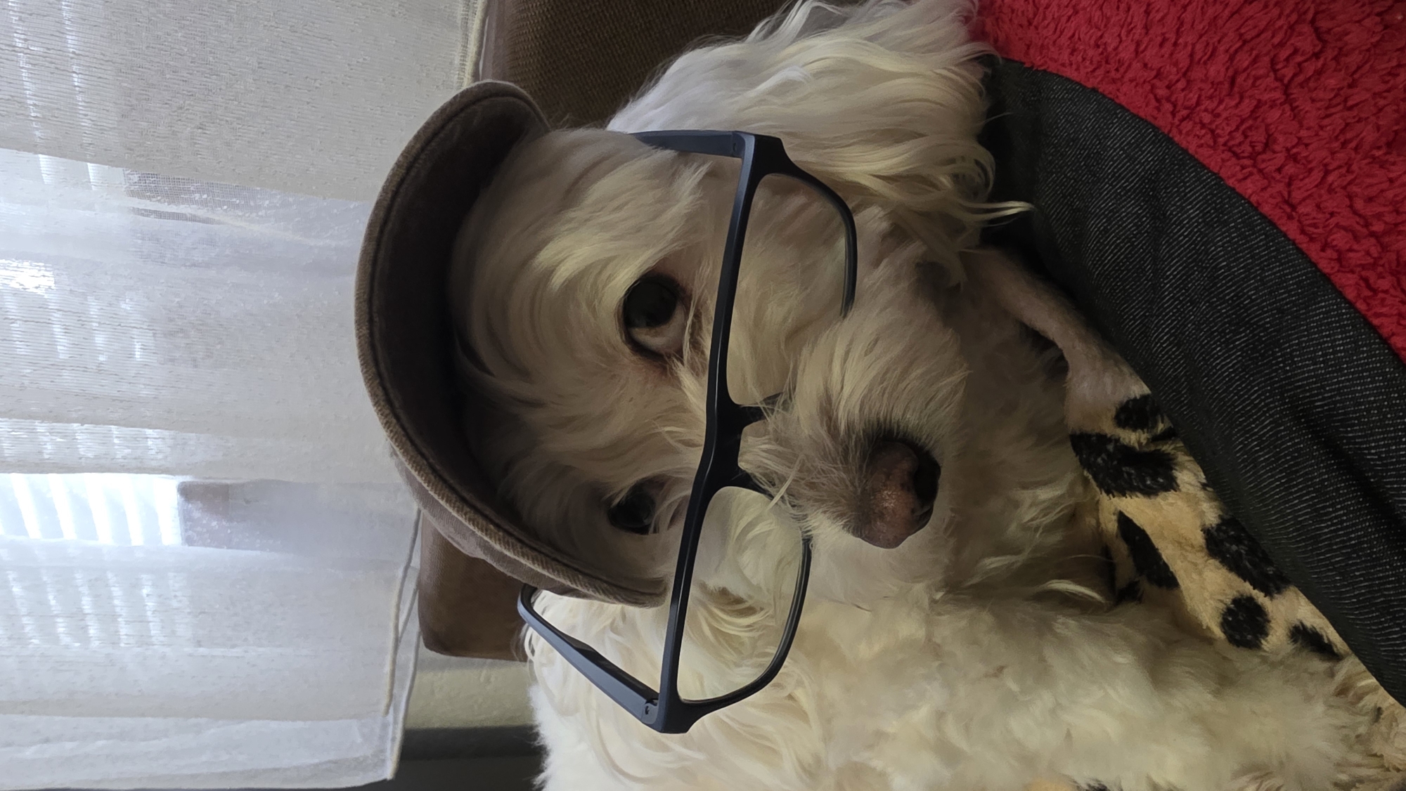 White dog photographed wearing glasses and cap in Bulgaria