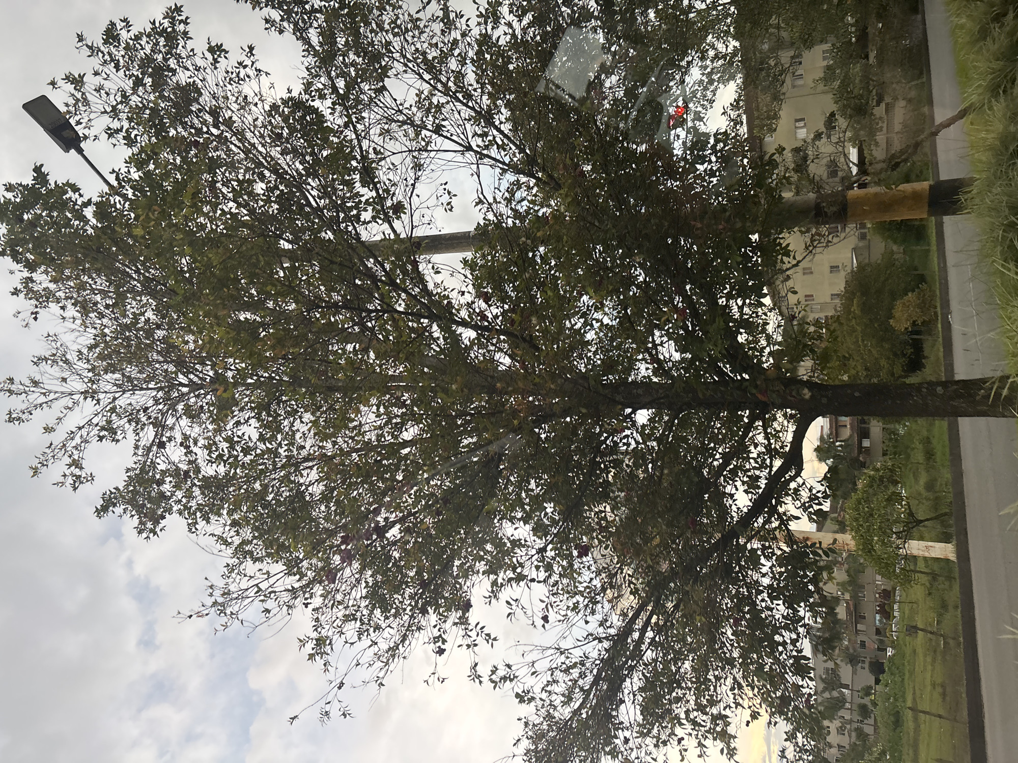 Flowering tree observed along roadside in Rionegro, Colombia