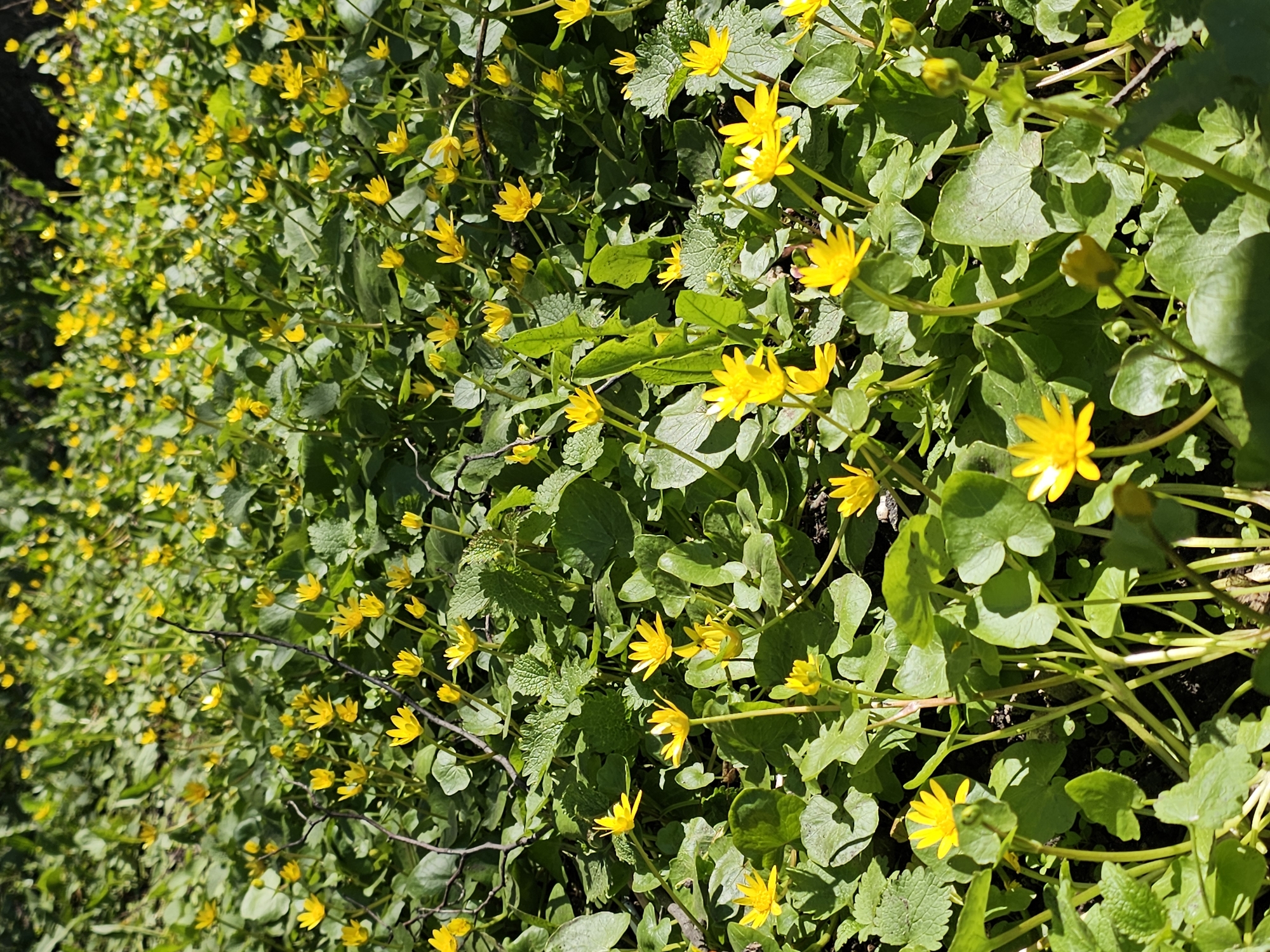 Morning nature observations captured in Khimki, Russia