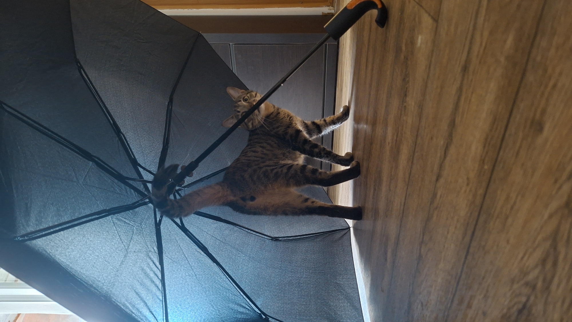 Cats rule the living space in a Myadzyel home